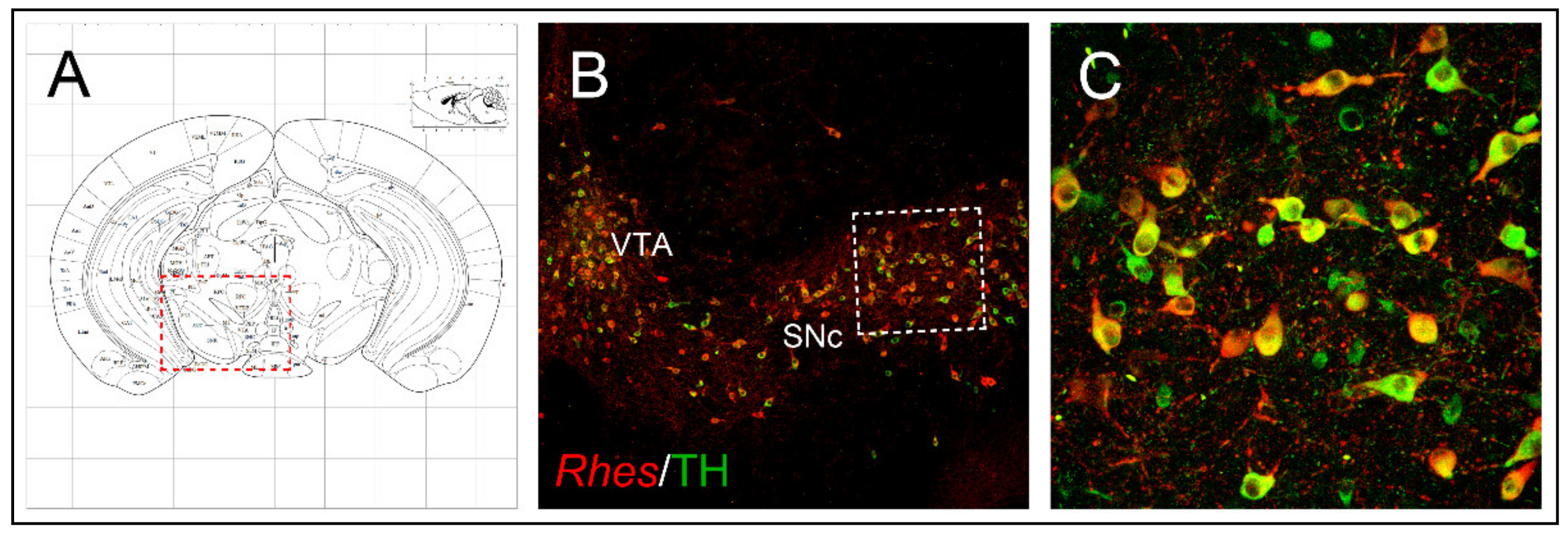 Ijms 22 05326 g002 Ijms 22 05326 g002