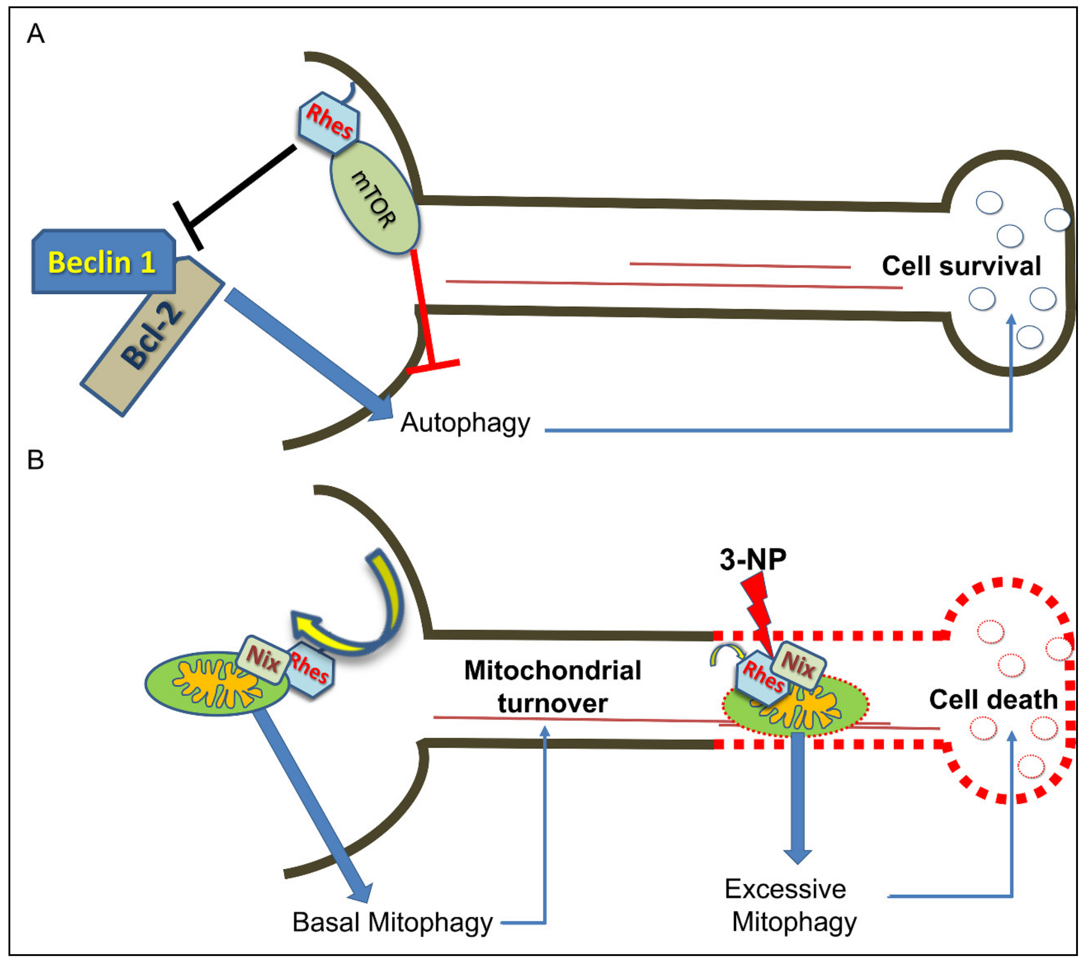 Ijms 22 05326 g003 Ijms 22 05326 g003