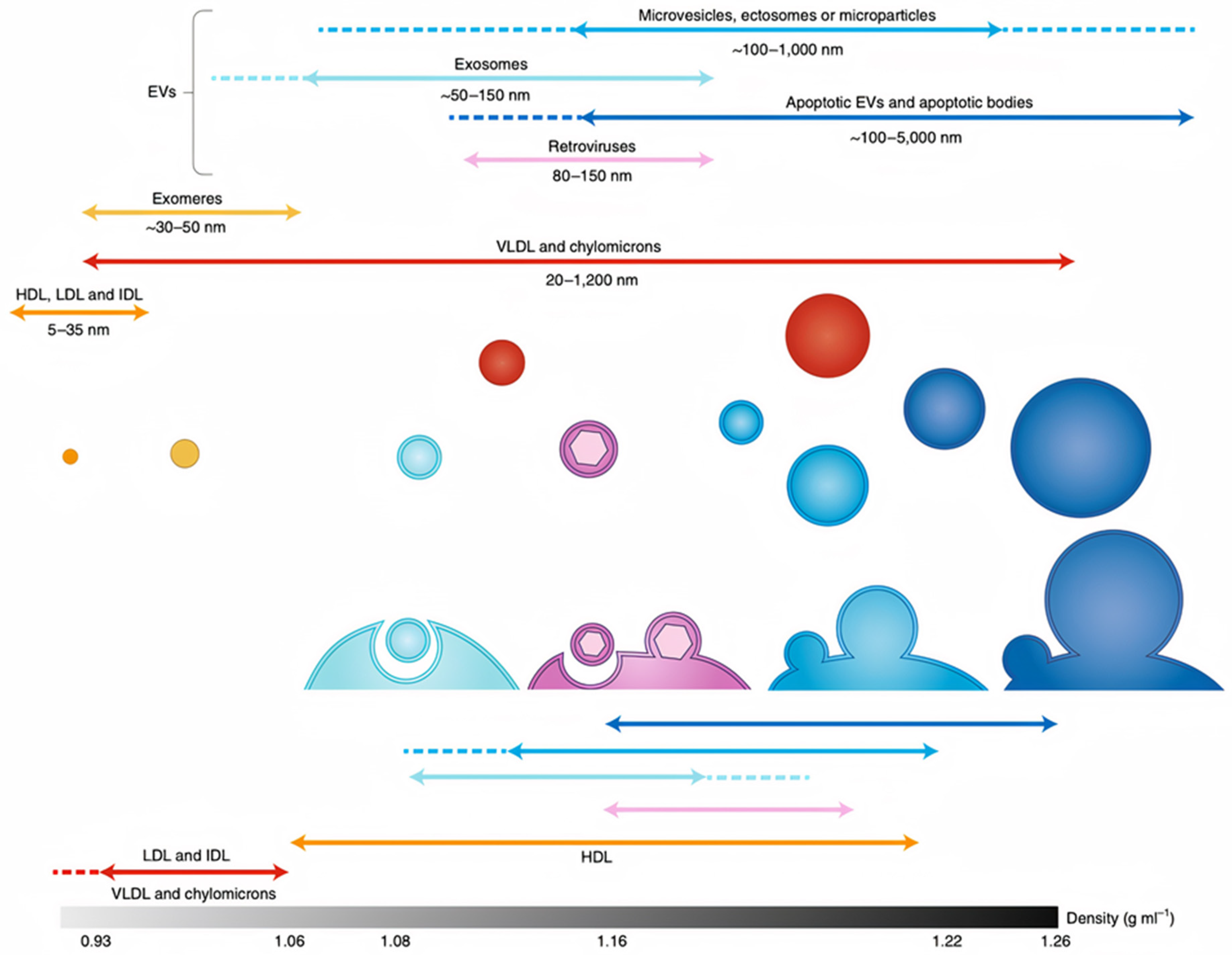 Ijms 22 05346 g001 Ijms 22 05346 g001