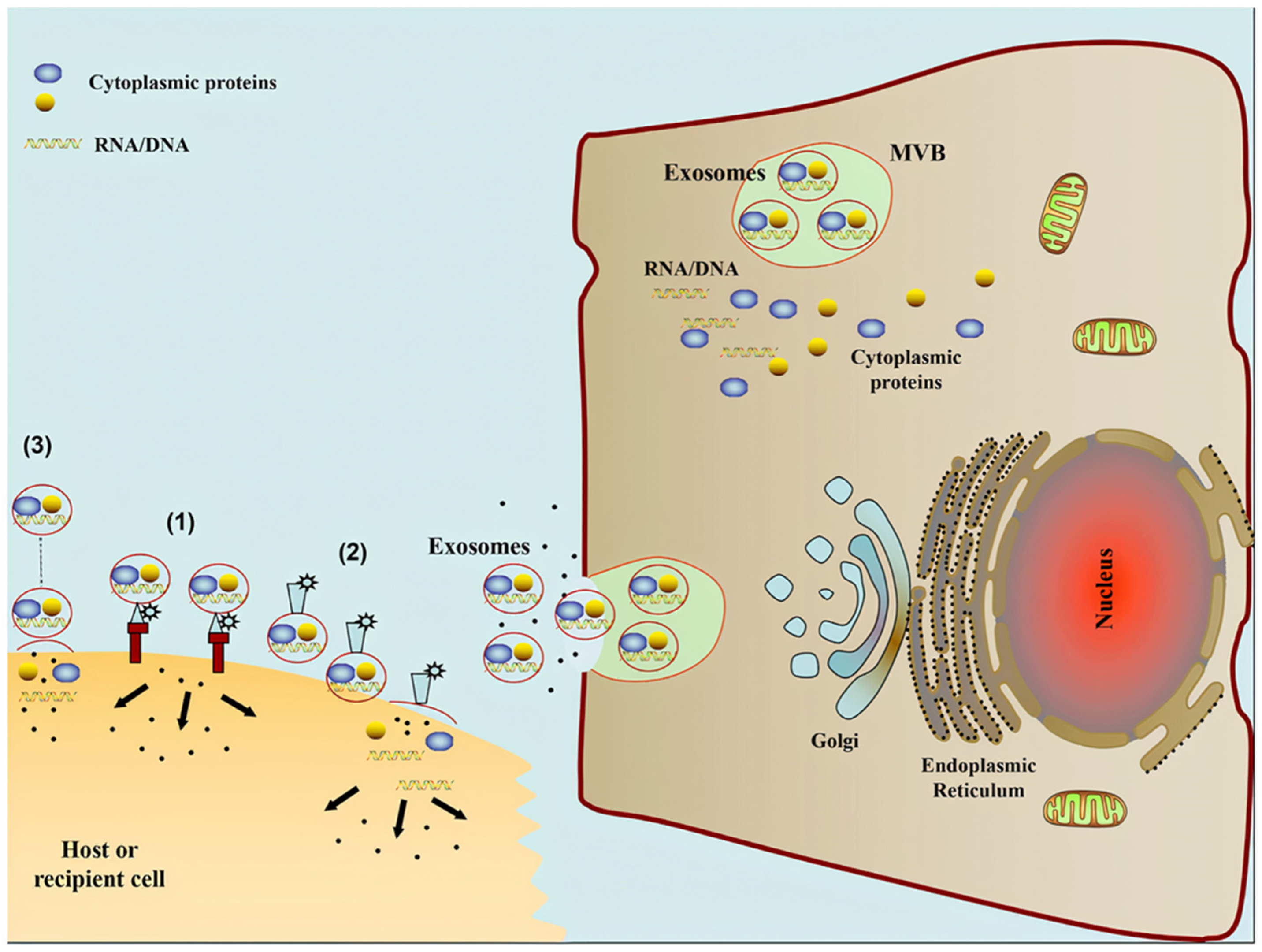 Ijms 22 05346 g004 Ijms 22 05346 g004