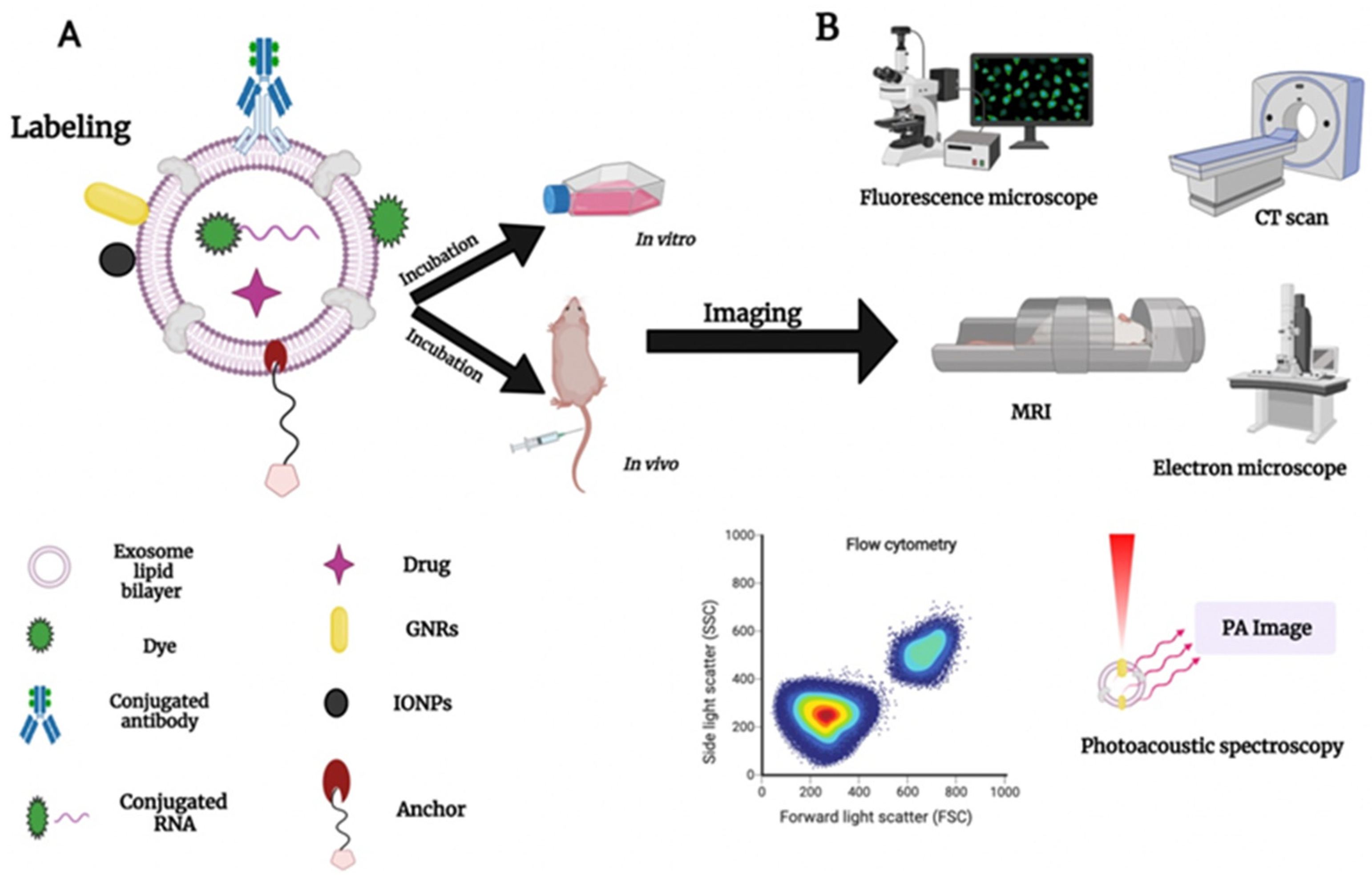Ijms 22 05346 g011 Ijms 22 05346 g011