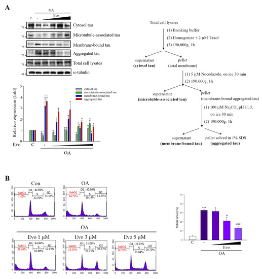 Neuroprotective Studies of Evodiamine in an Okadaic Acid-Induced