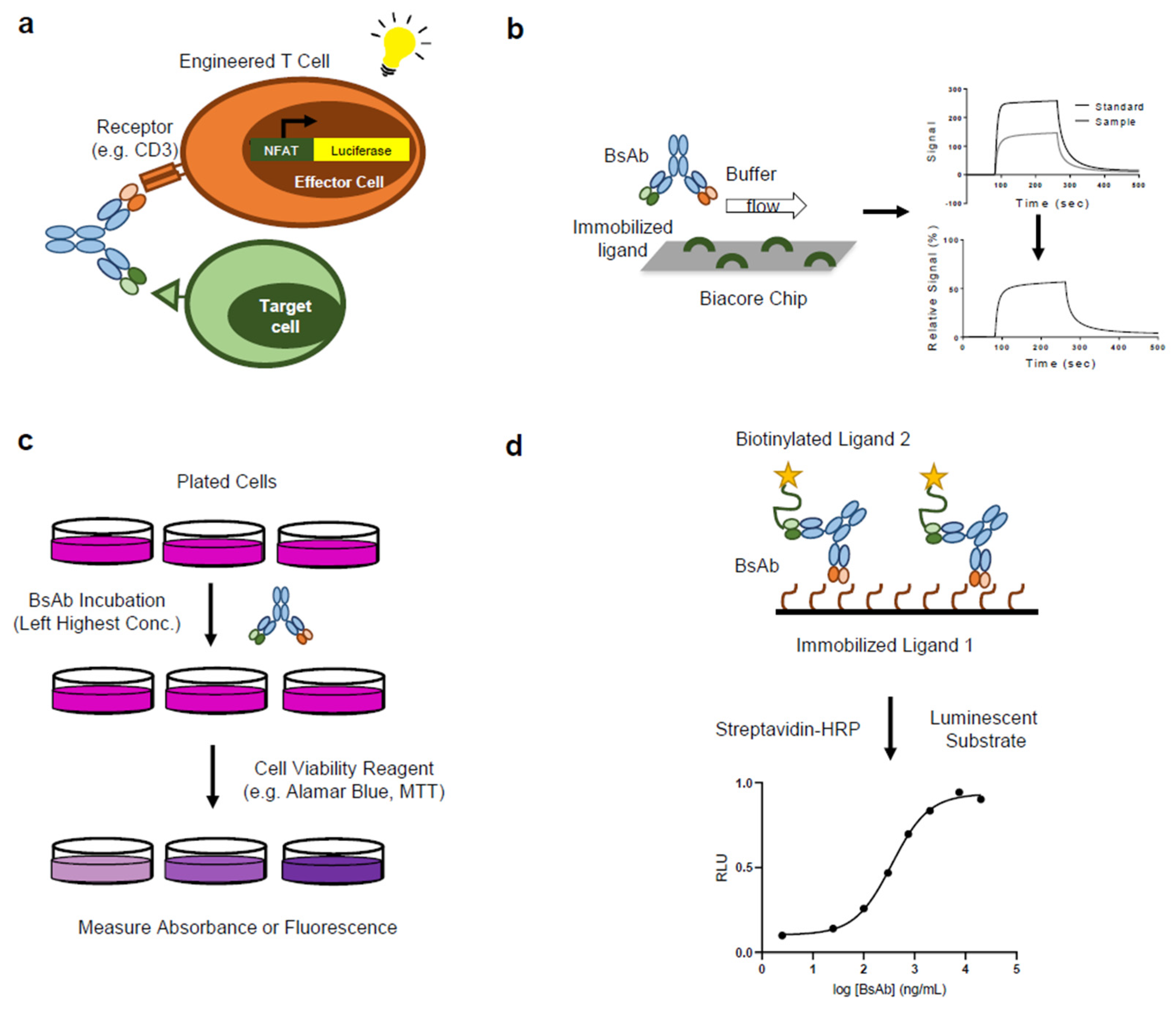 Ijms Free Full Text Bioassay Development For Bispecific Antibodies Challenges And Opportunities Html Ijms Free Full Text Bioassay Development For Bispecific Antibodies Challenges And Opportunities Html