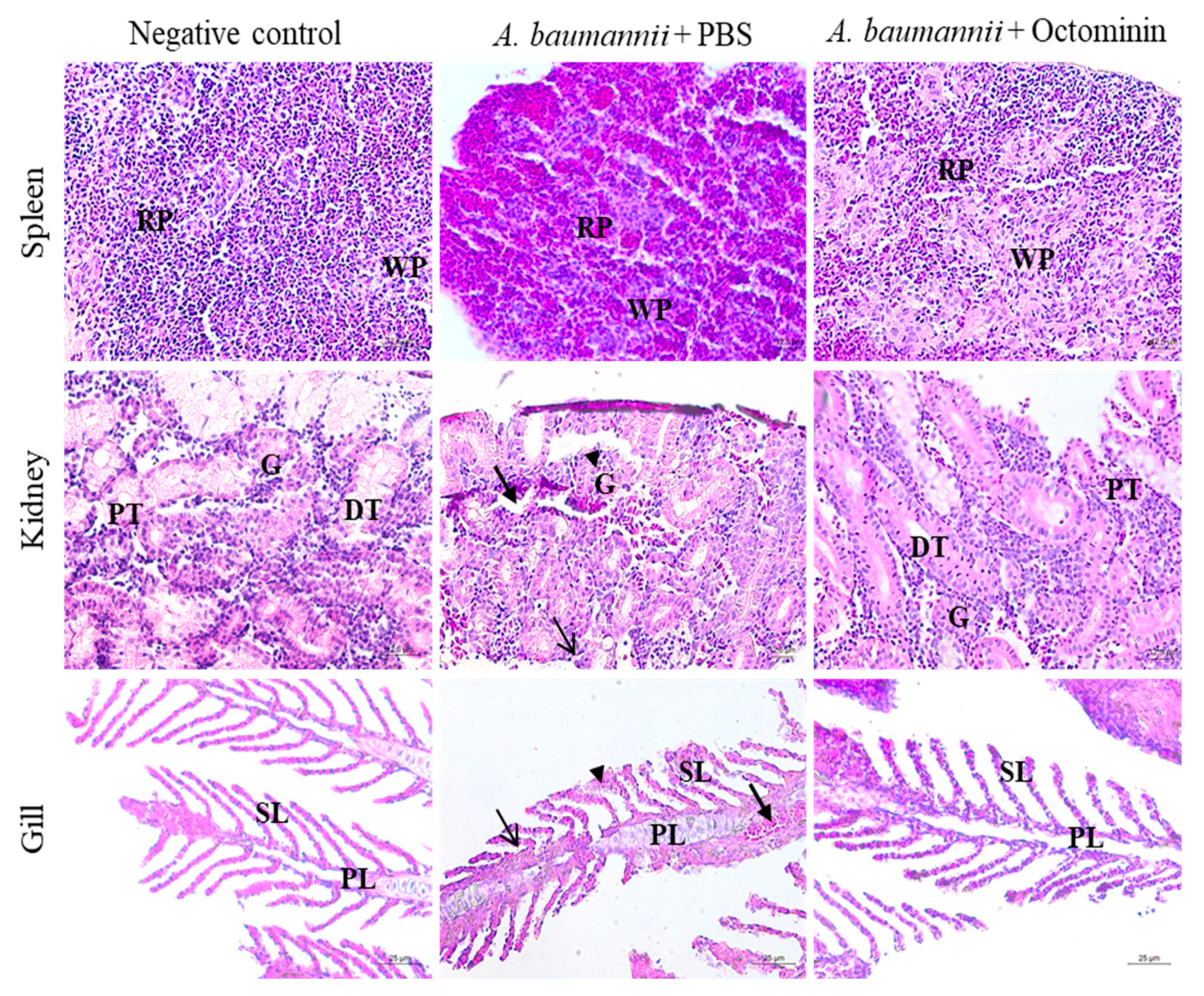 Ijms 22 05353 g009 Ijms 22 05353 g009