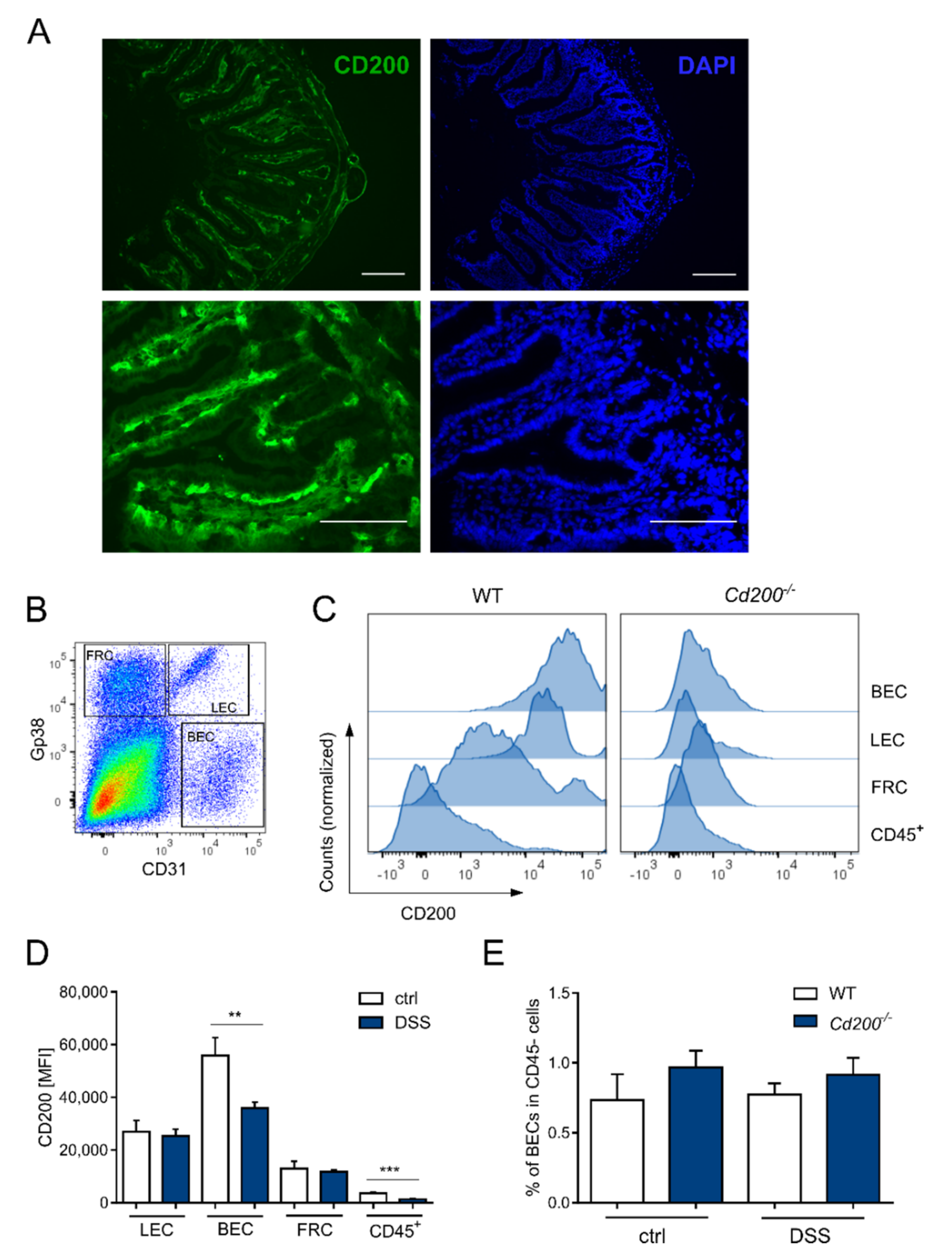 Ijms 22 05358 g004 Ijms 22 05358 g004
