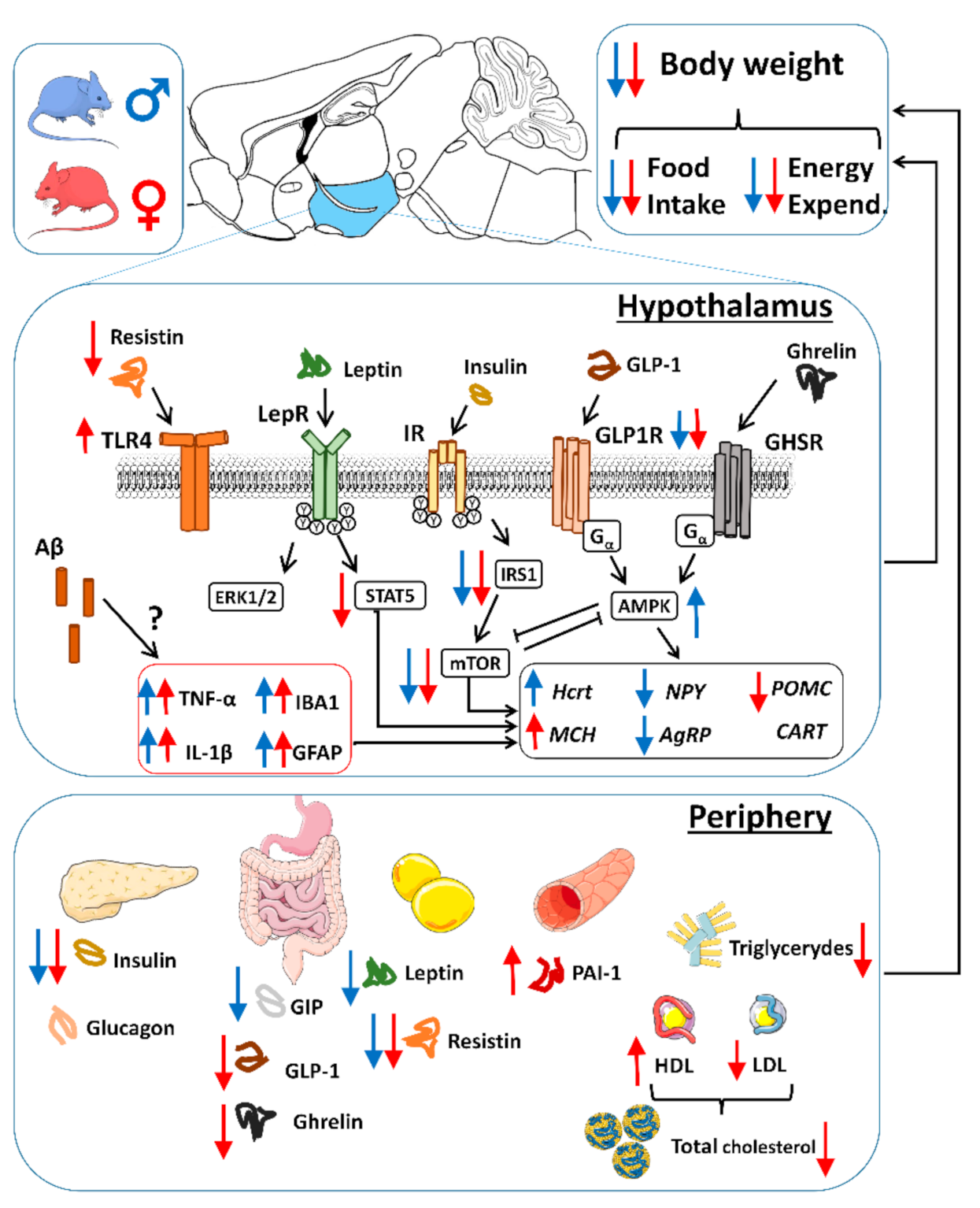 Ijms 22 05365 g009 Ijms 22 05365 g009