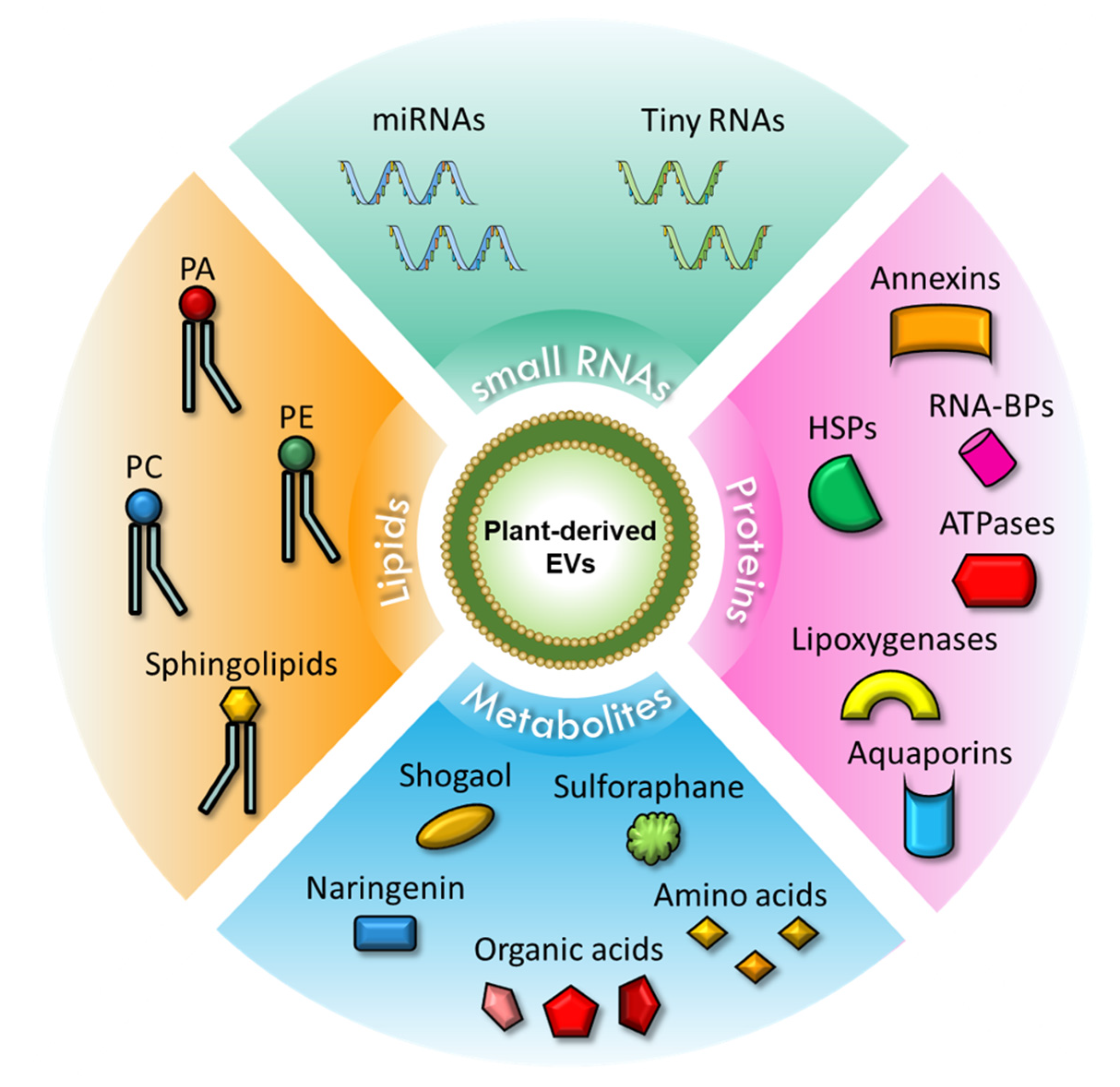 Ijms Free Full Text Extracellular Vesicles From Plants Current Knowledge And Open Questions Html Ijms Free Full Text Extracellular Vesicles From Plants Current Knowledge And Open Questions Html