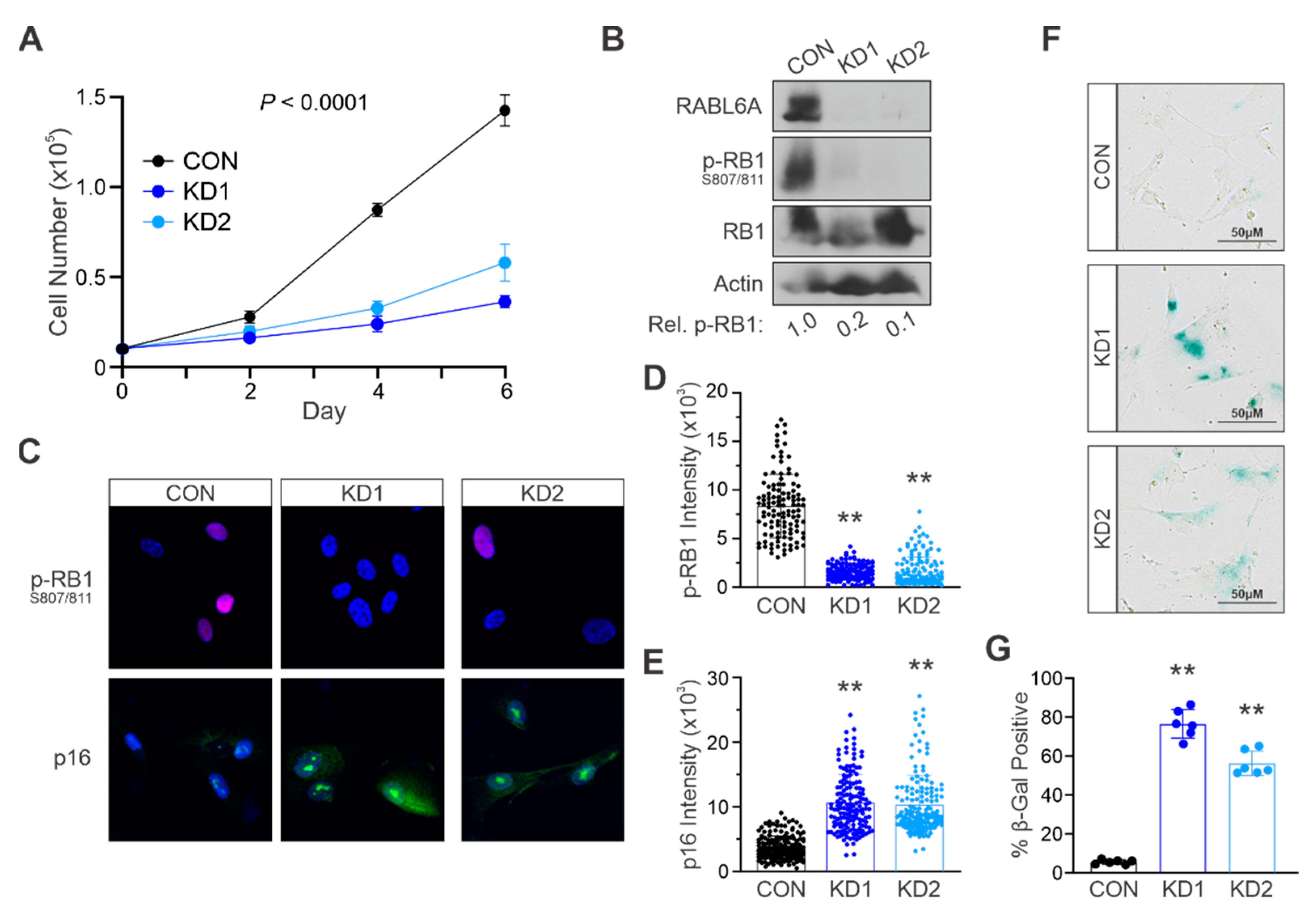 Ijms 22 05367 g002 Ijms 22 05367 g002