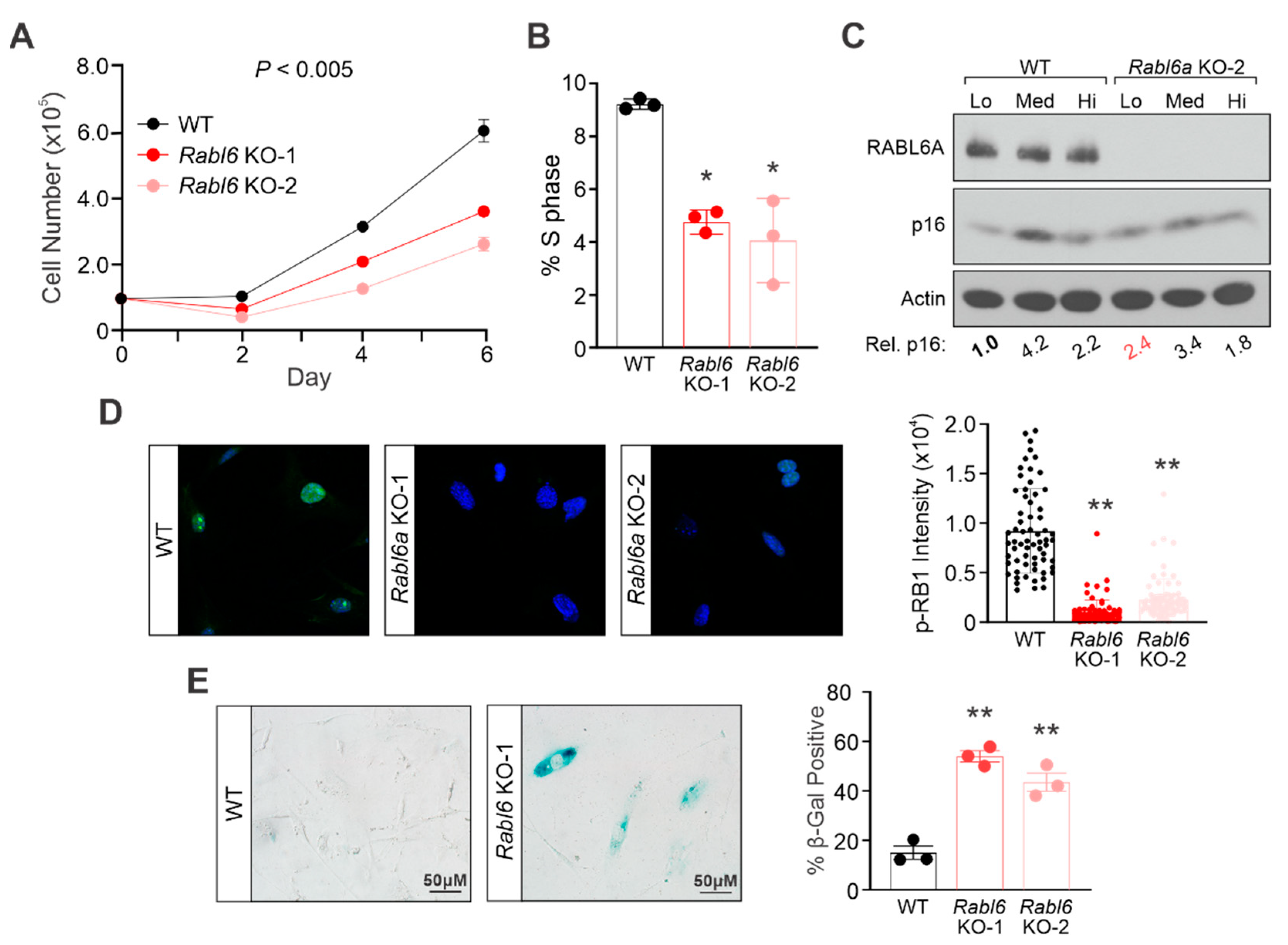 Ijms 22 05367 g004 Ijms 22 05367 g004