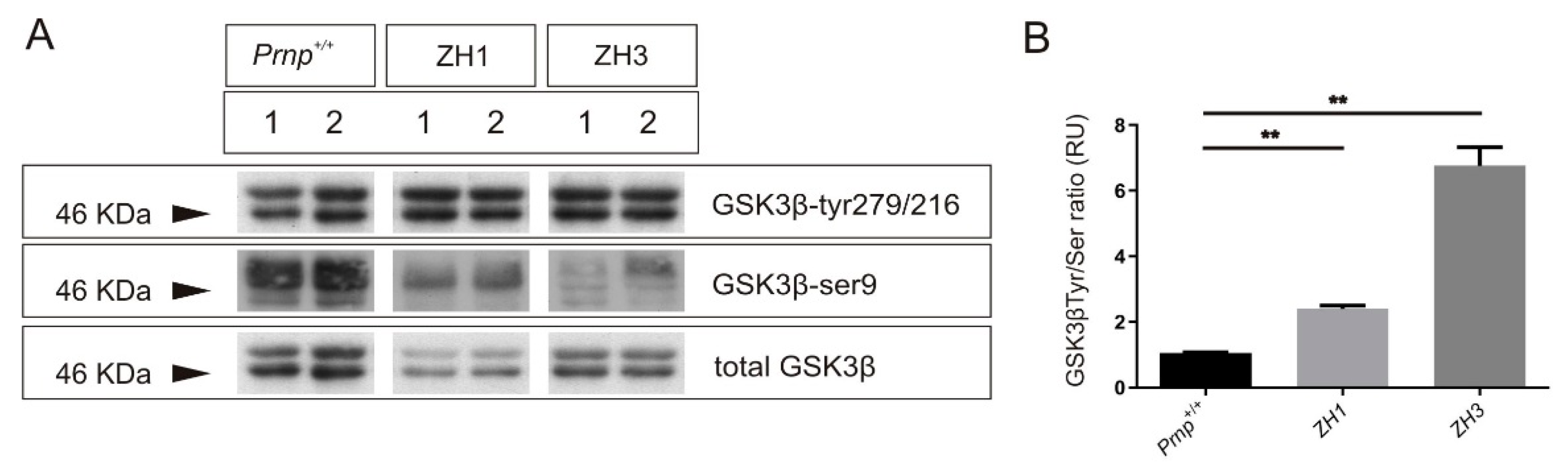 Ijms 22 05370 g002 Ijms 22 05370 g002