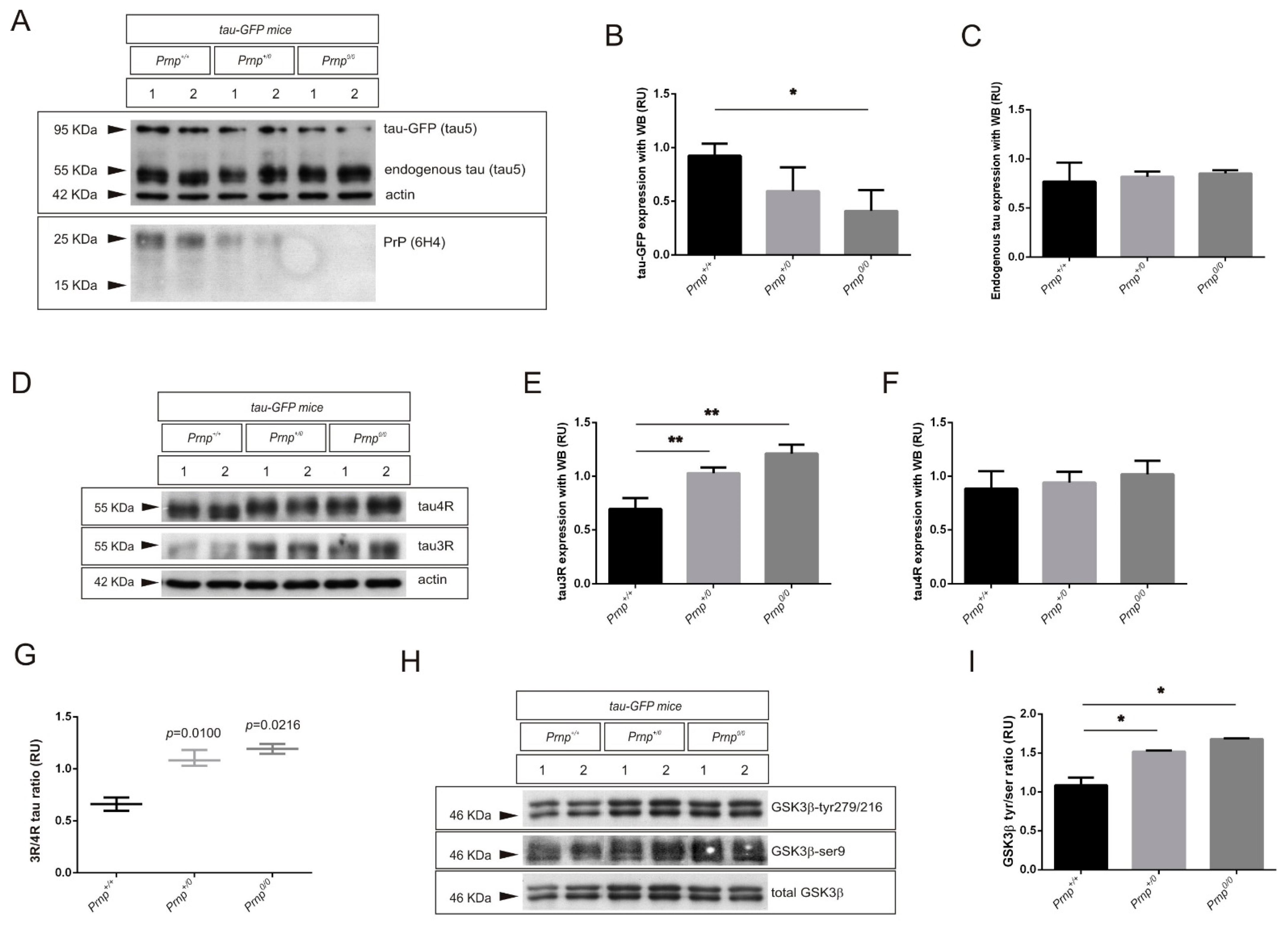 Ijms 22 05370 g003 Ijms 22 05370 g003