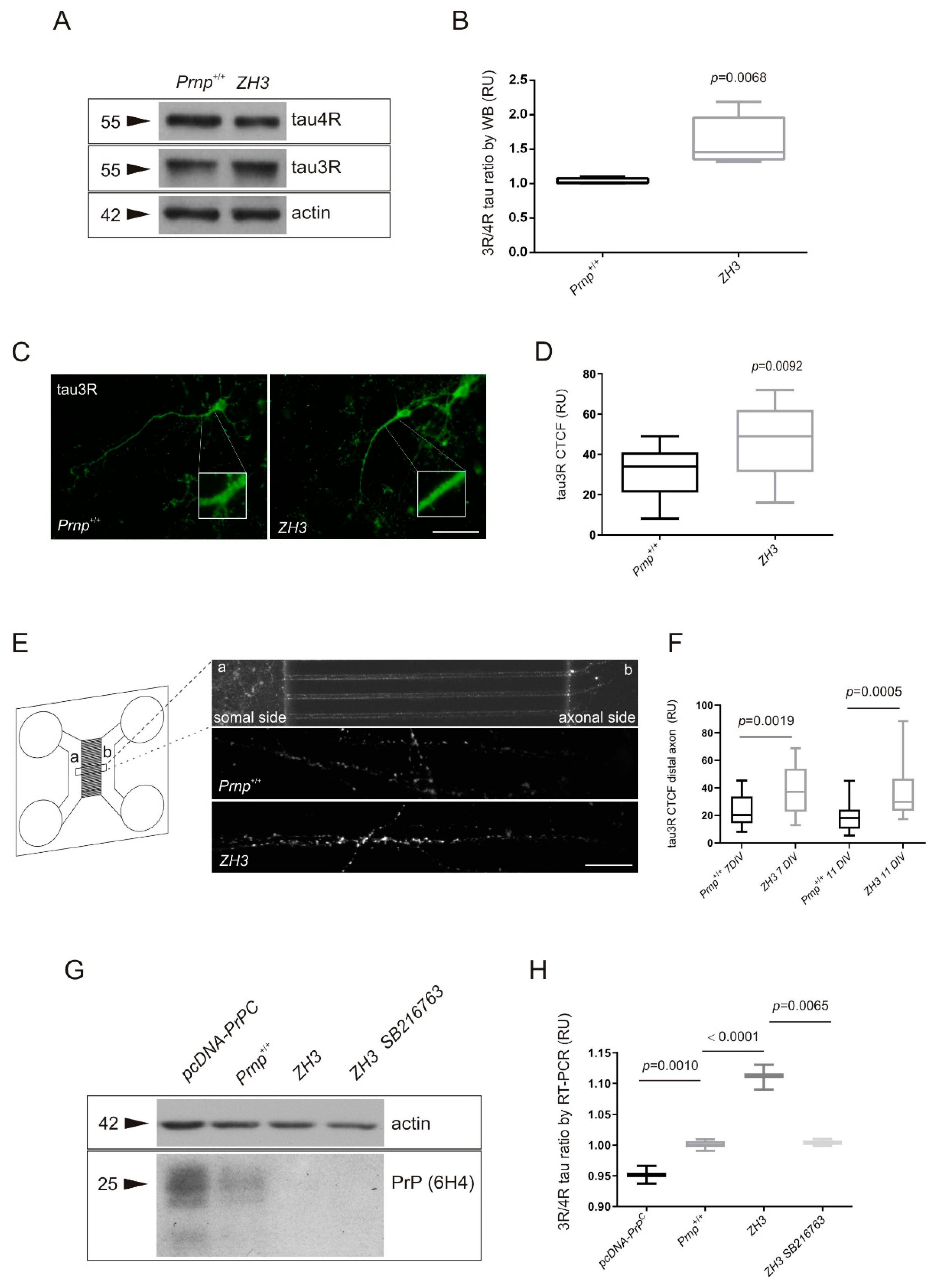 Ijms 22 05370 g005 Ijms 22 05370 g005