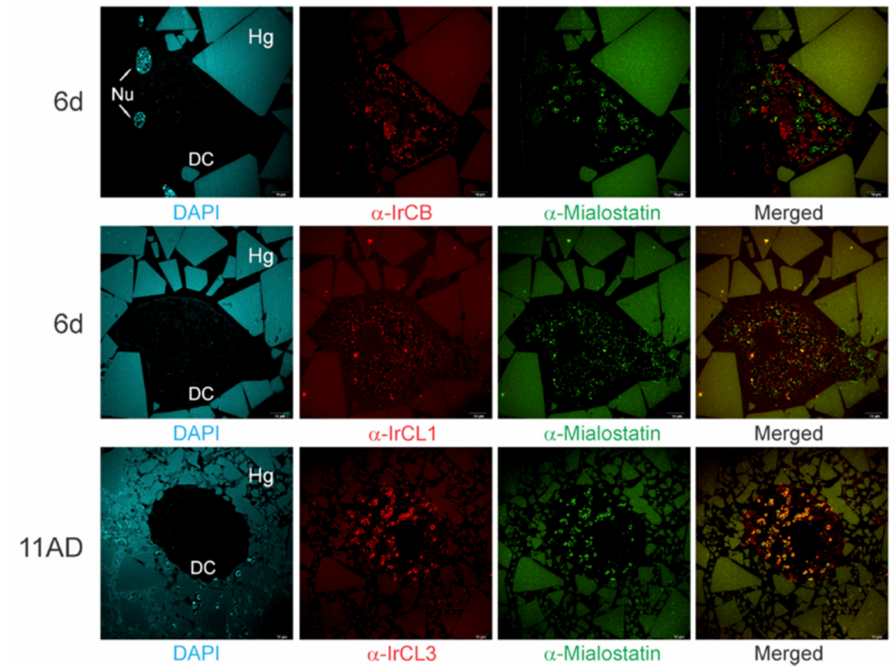 Ijms 22 05371 g002 Ijms 22 05371 g002