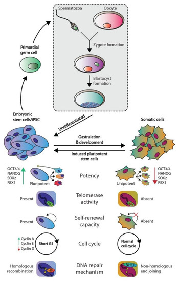 somatic cell diagram