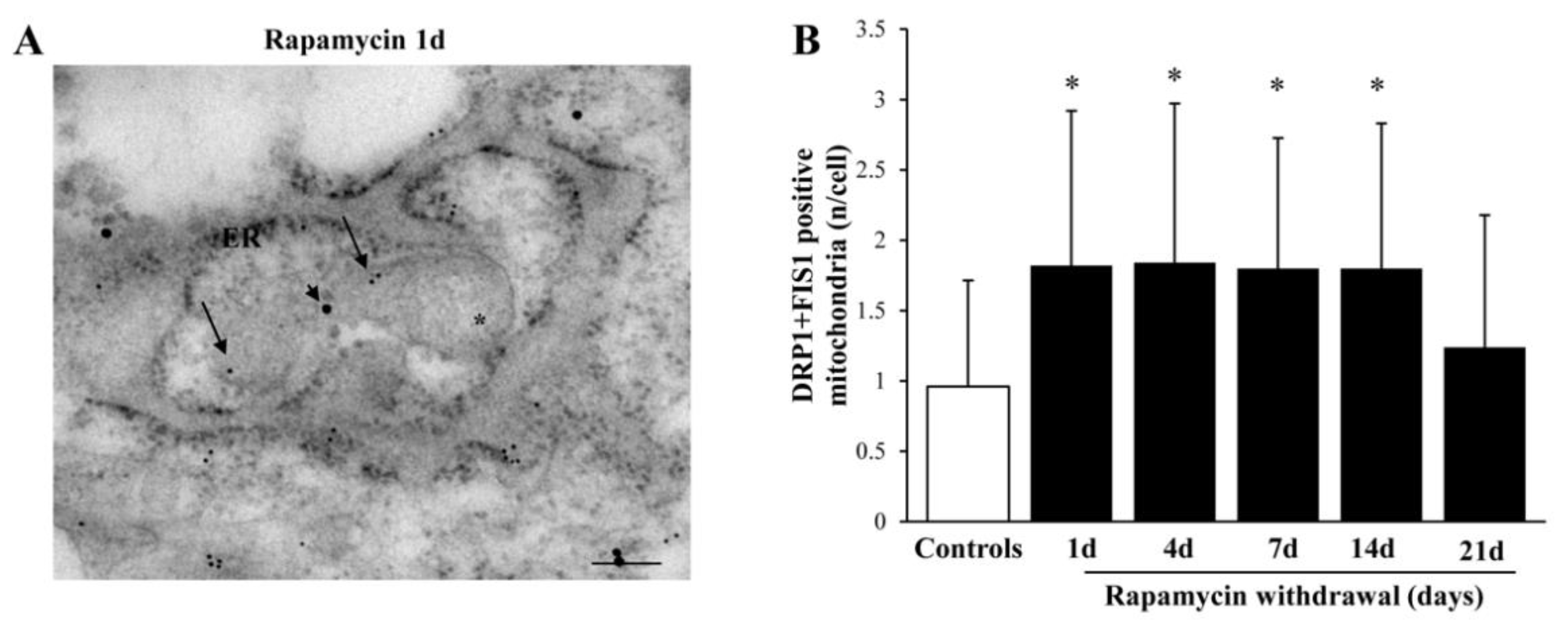 Ijms 22 05379 g013 Ijms 22 05379 g013
