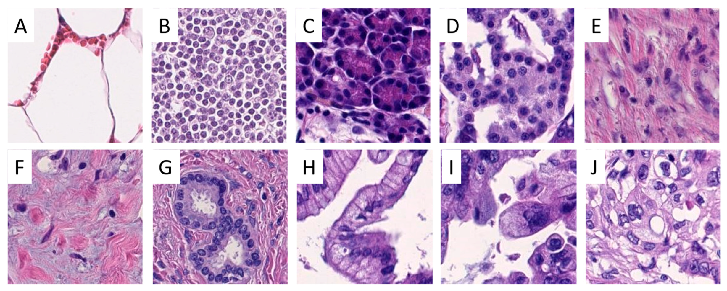 Ijms 22 05385 g008 Ijms 22 05385 g008