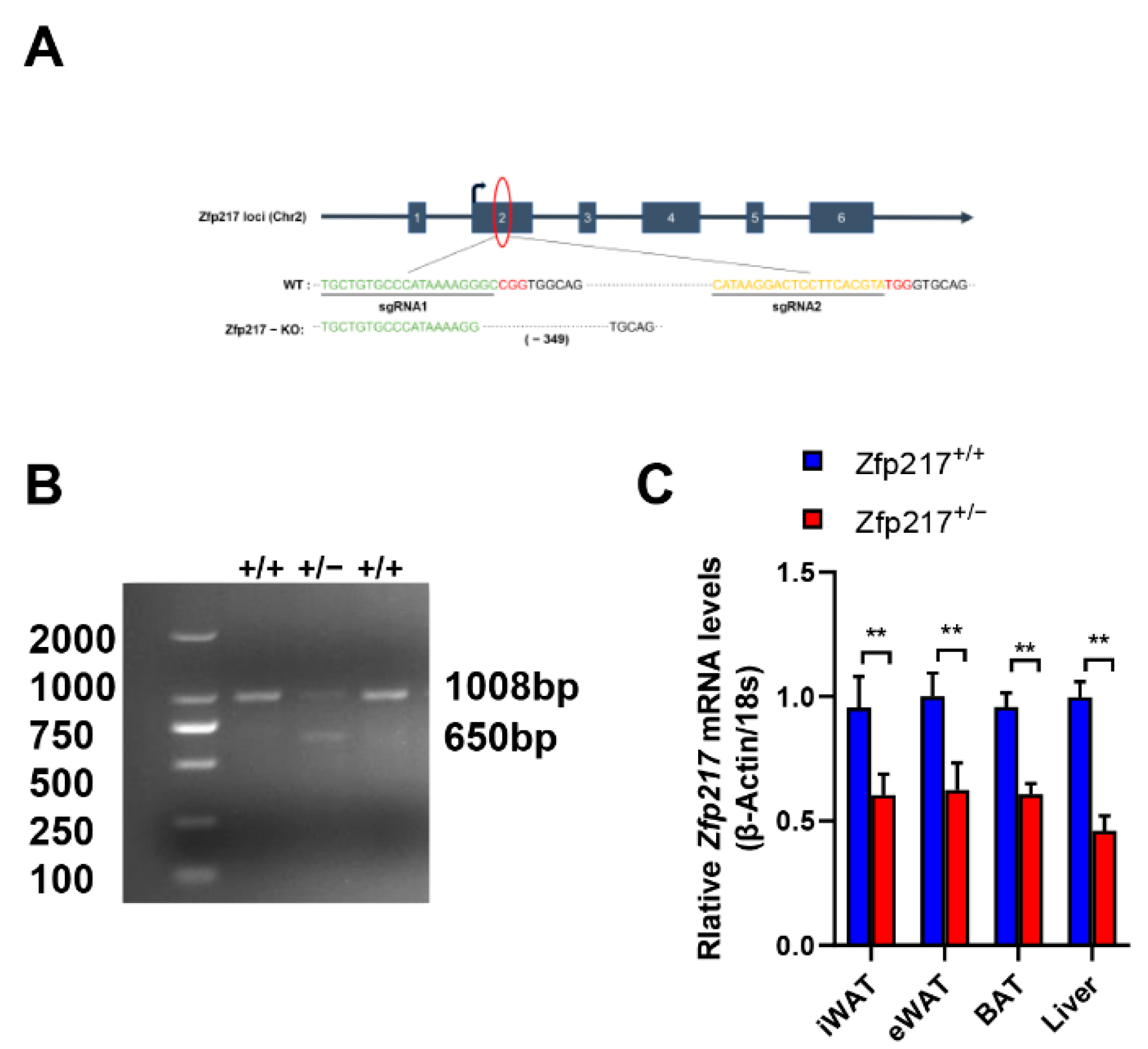 Ijms 22 05390 g001 Ijms 22 05390 g001