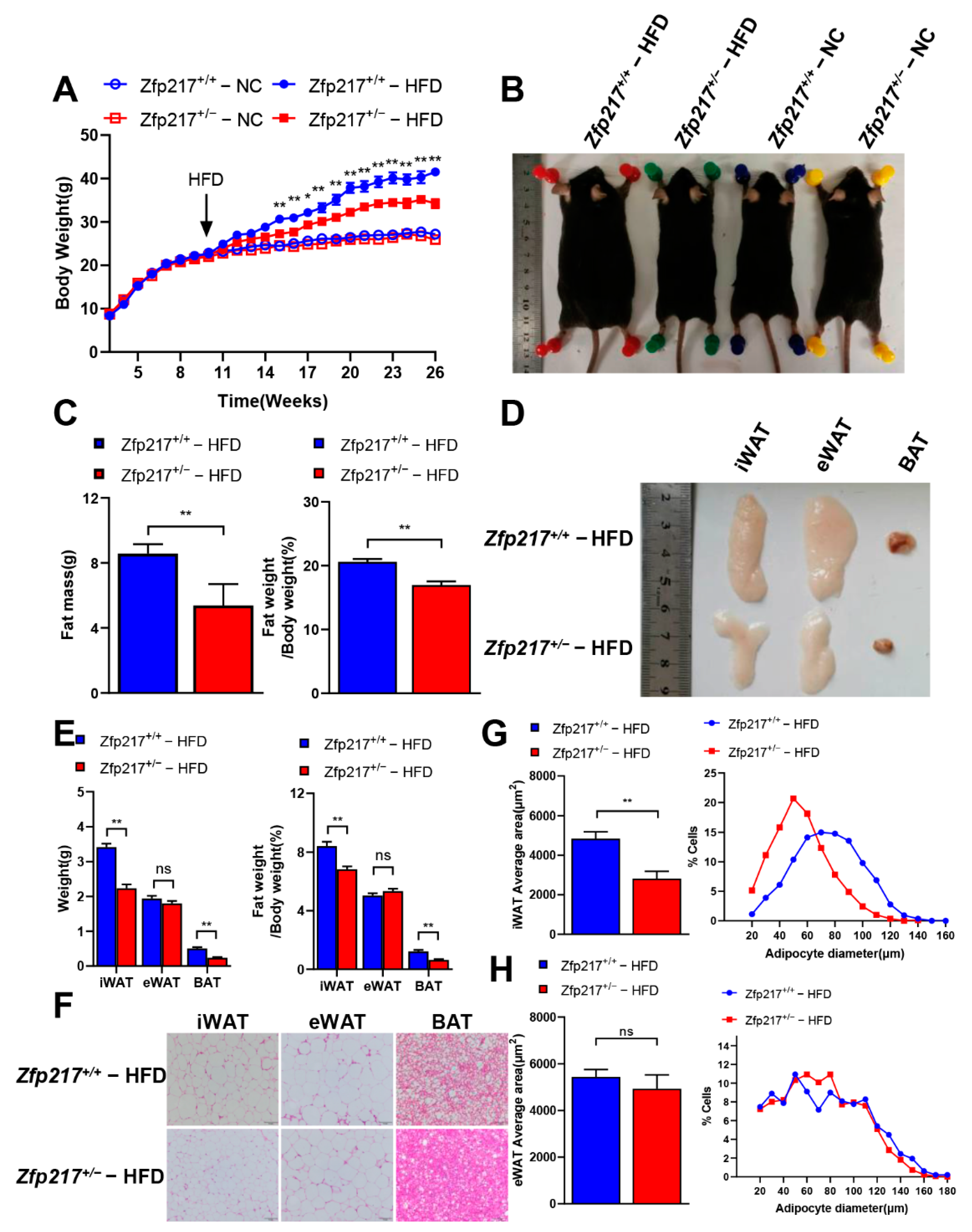Ijms 22 05390 g002 Ijms 22 05390 g002