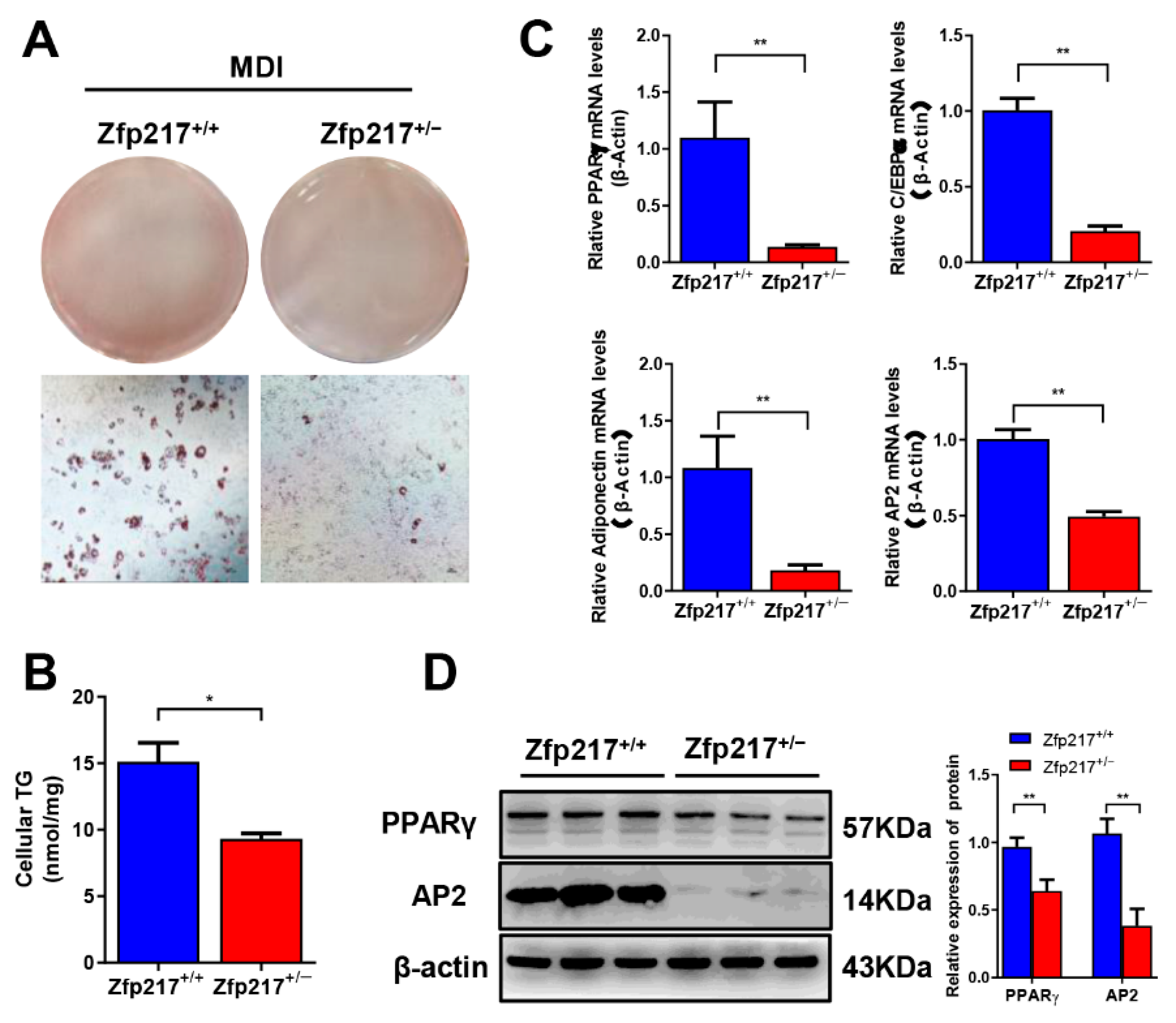 Ijms 22 05390 g006 Ijms 22 05390 g006