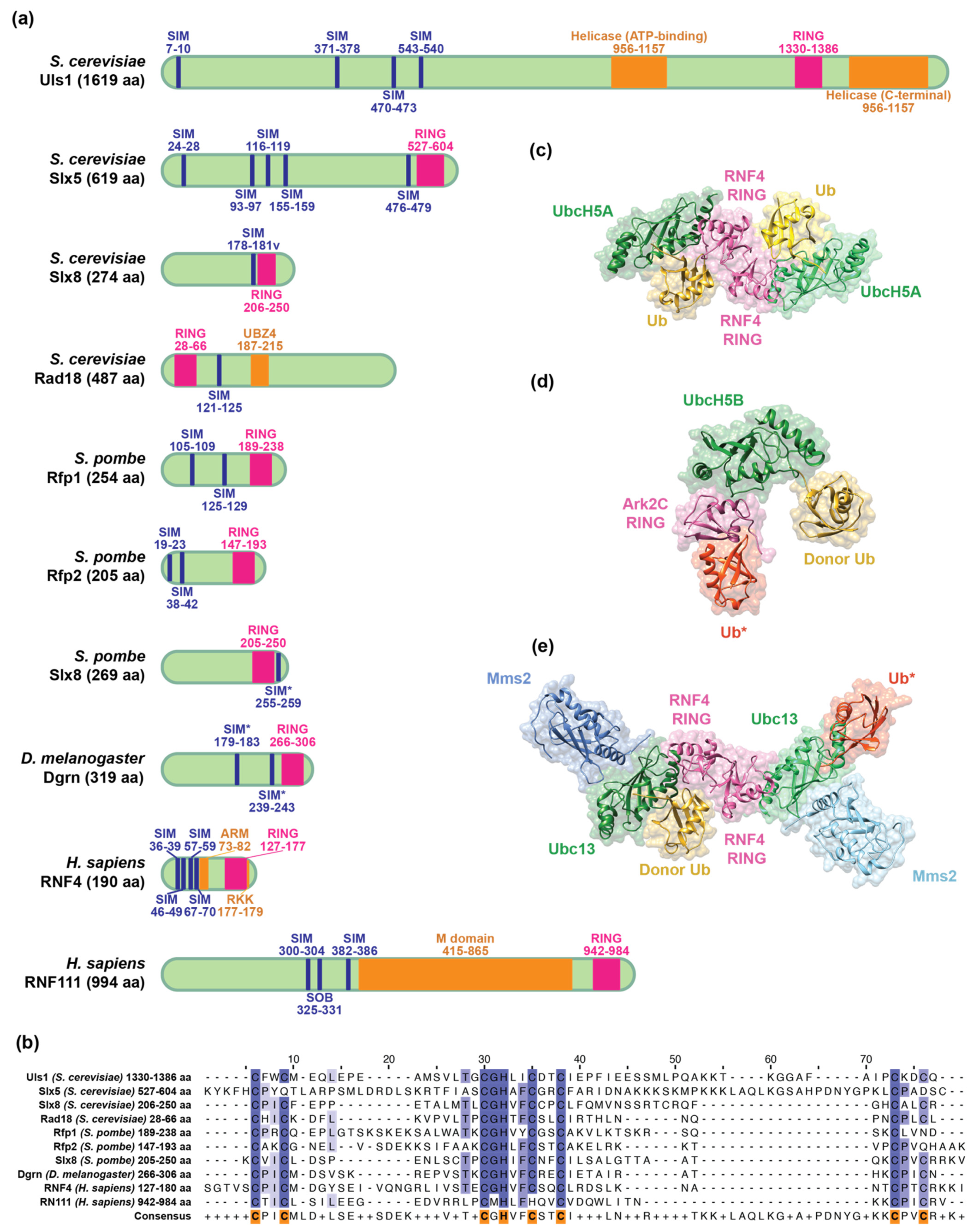 SUMO-1 CRISPR Knockout and Activation Products (h)