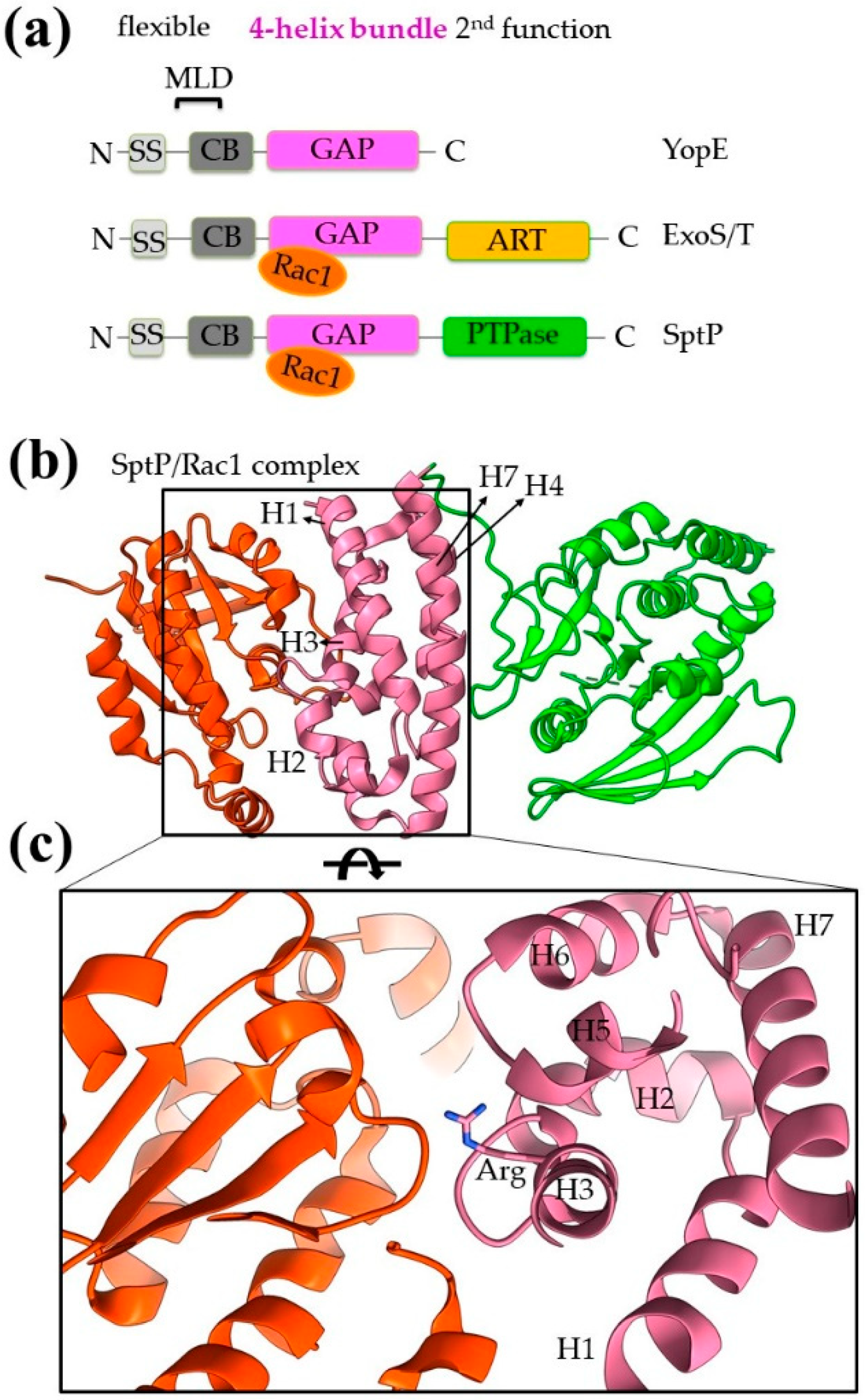 Ijms 22 05412 g007