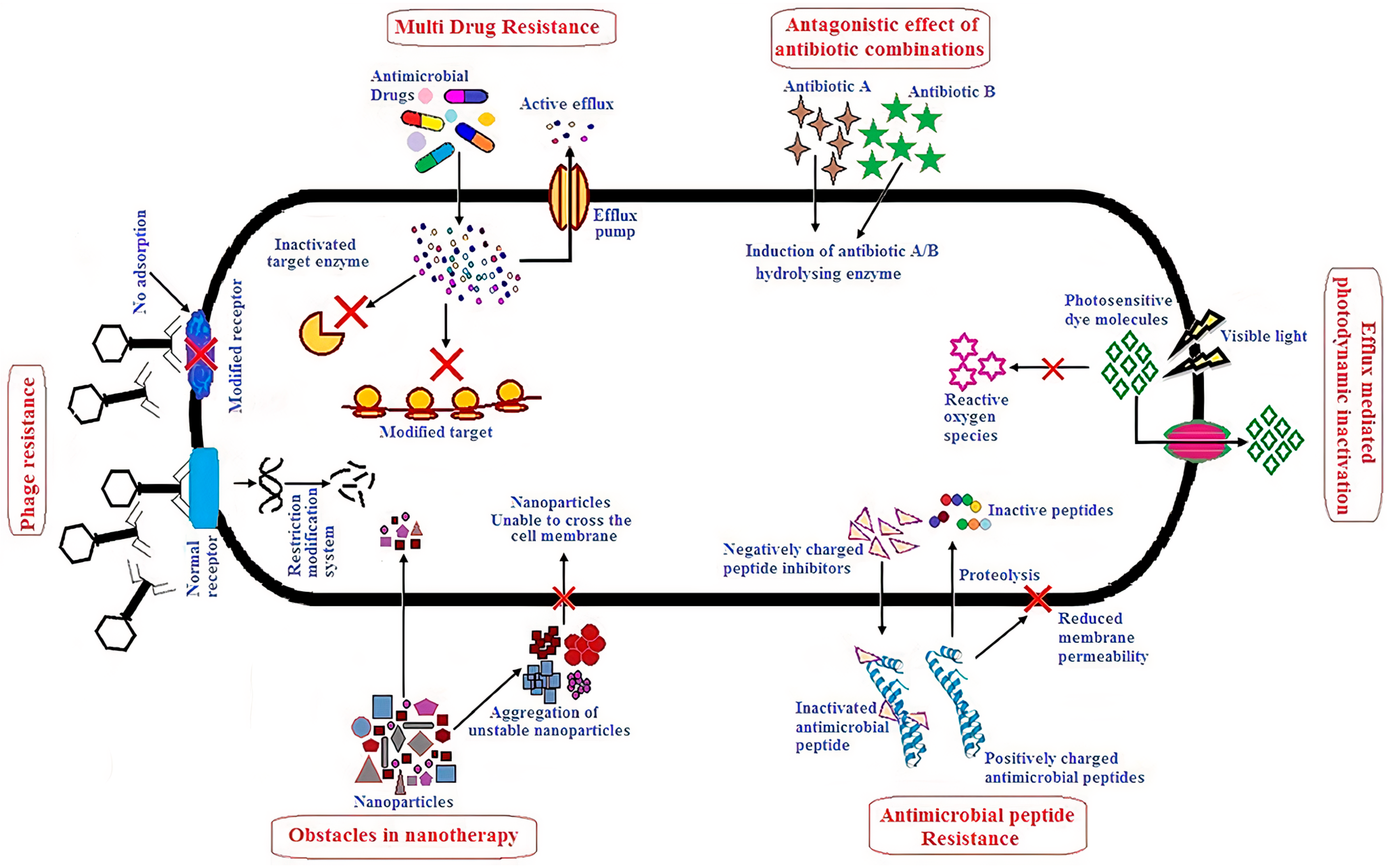 Multifunctional Surface Modification of PDMS for Antibacterial Contact  Killing and Drug-Delivery of Polar, Nonpolar, and Amphiphilic Drugs