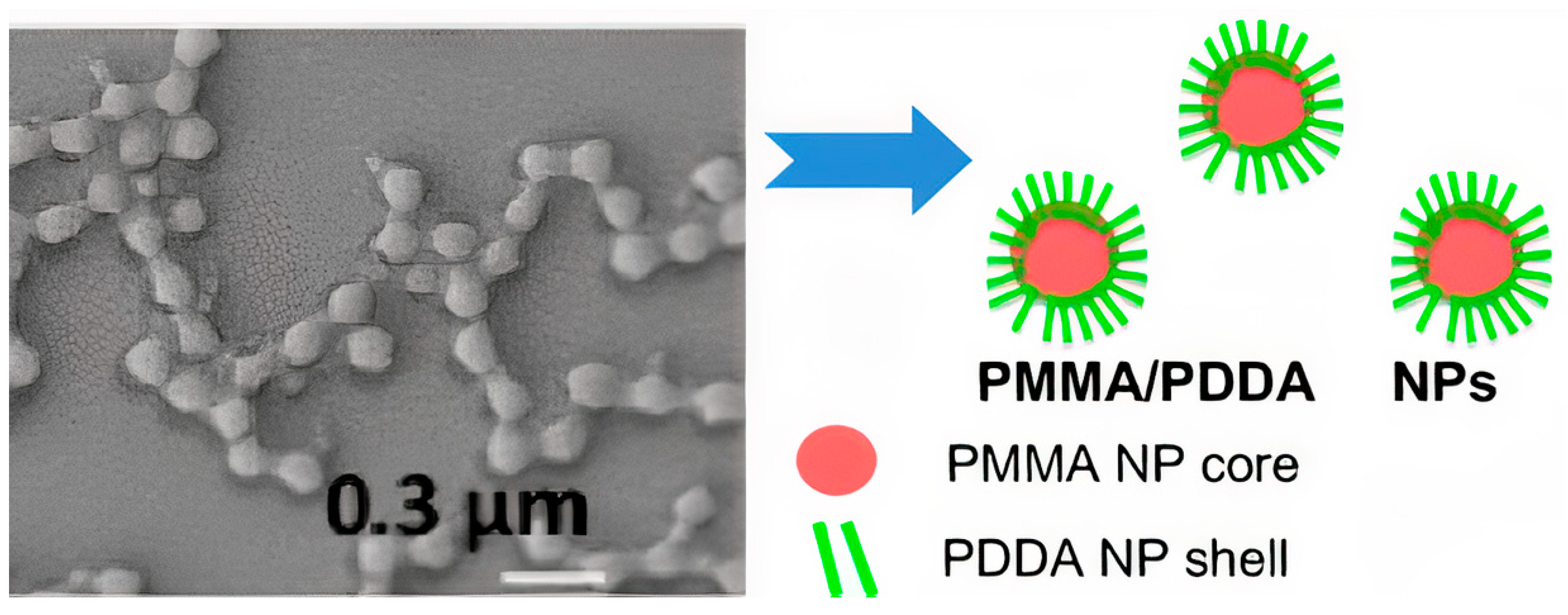 Ijms 22 05424 g008 Ijms 22 05424 g008