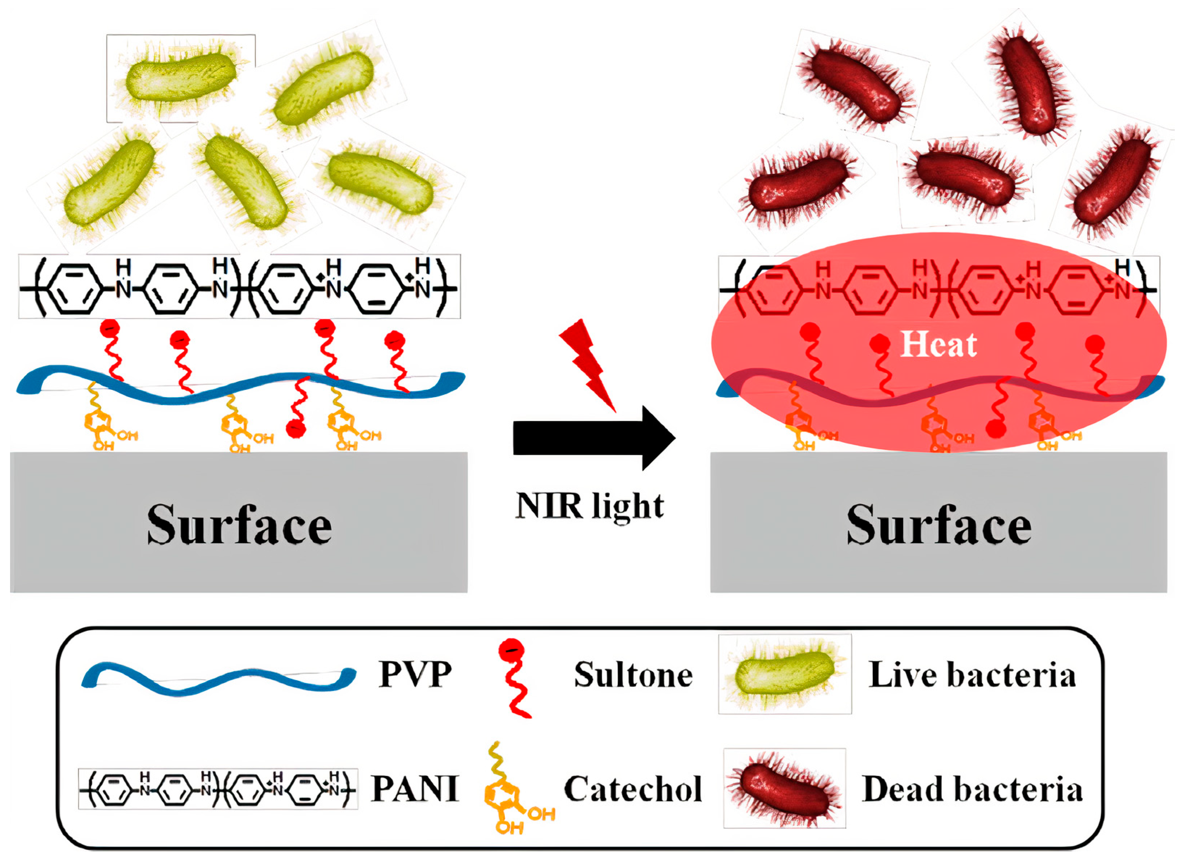 Ijms 22 05424 g012 Ijms 22 05424 g012