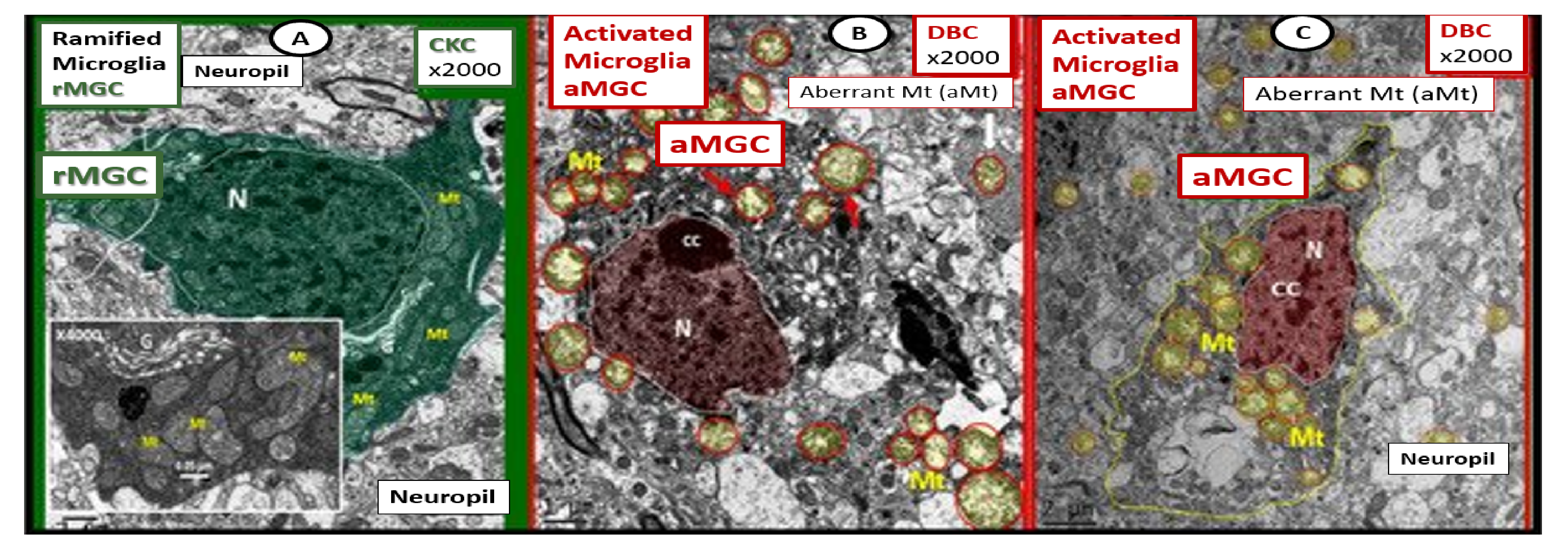 Ijms 22 05427 g011