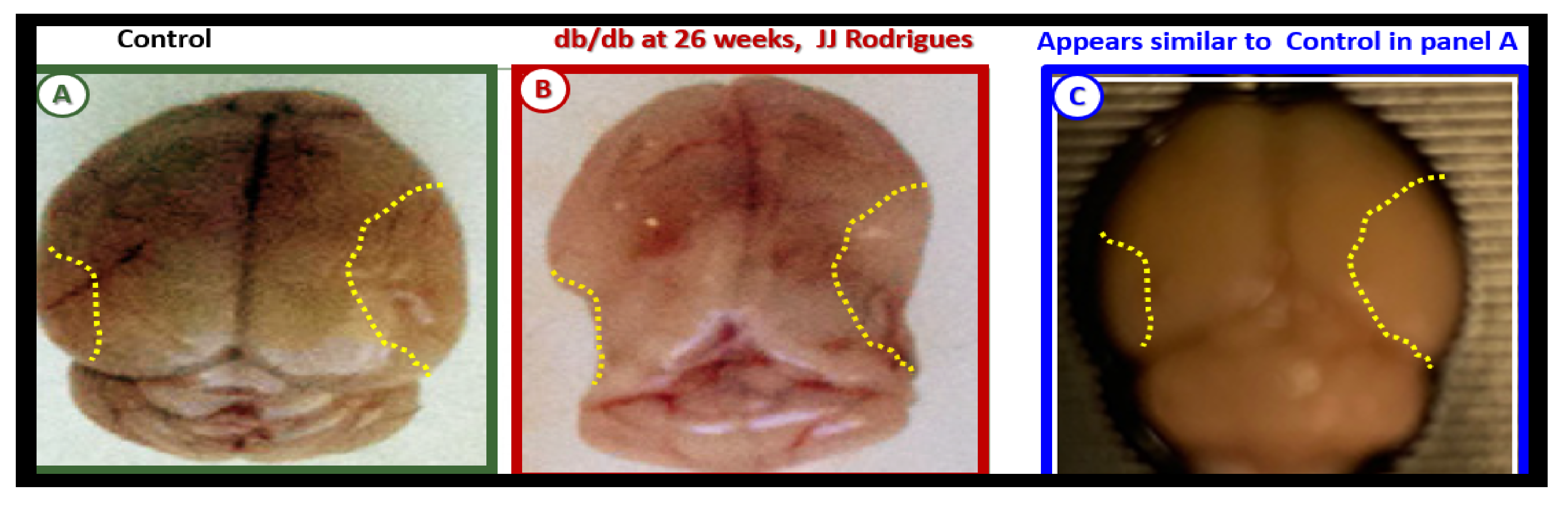 Ijms 22 05427 g012