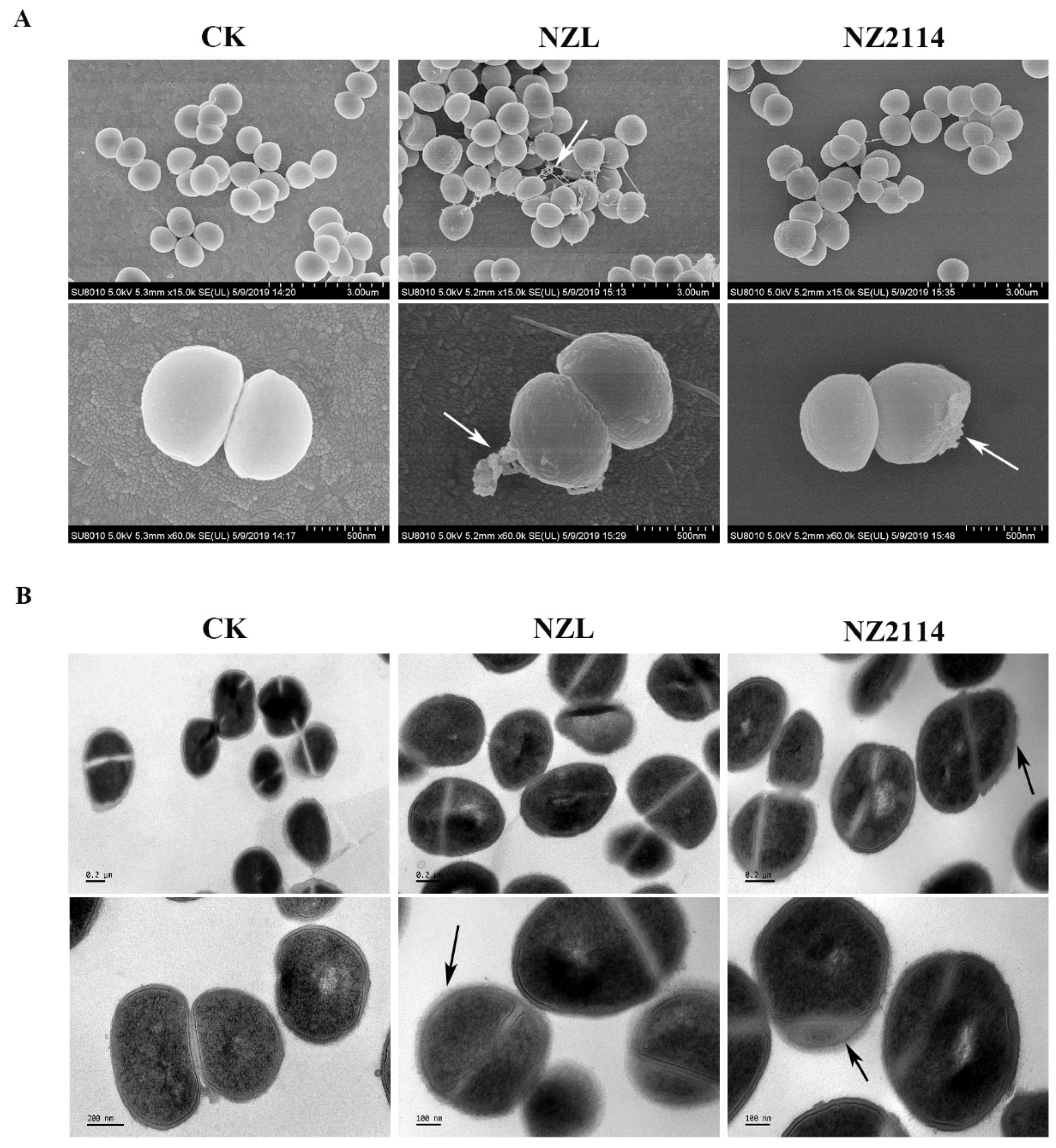 Ijms 22 05435 g005 Ijms 22 05435 g005