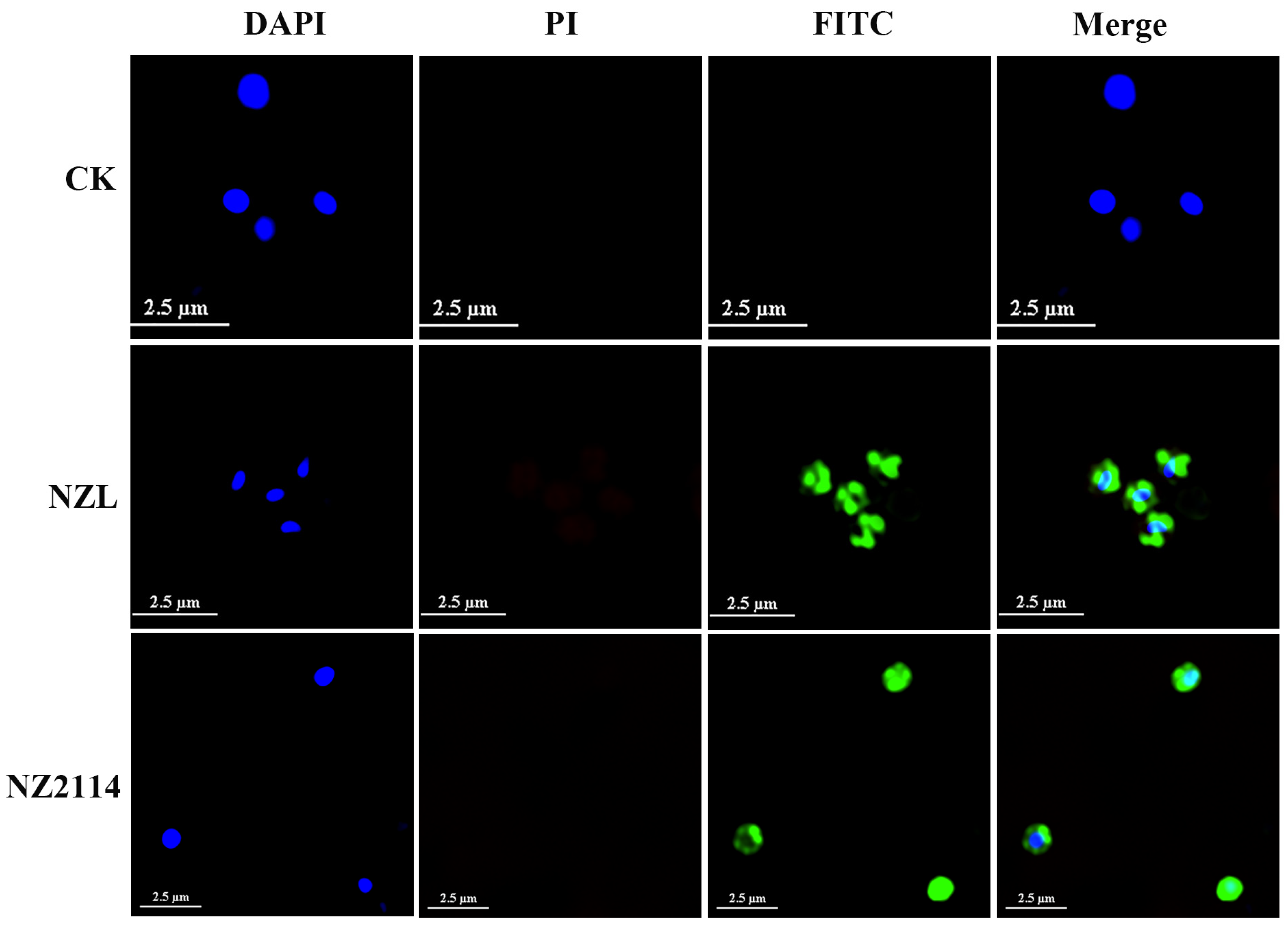 Ijms 22 05435 g006 Ijms 22 05435 g006