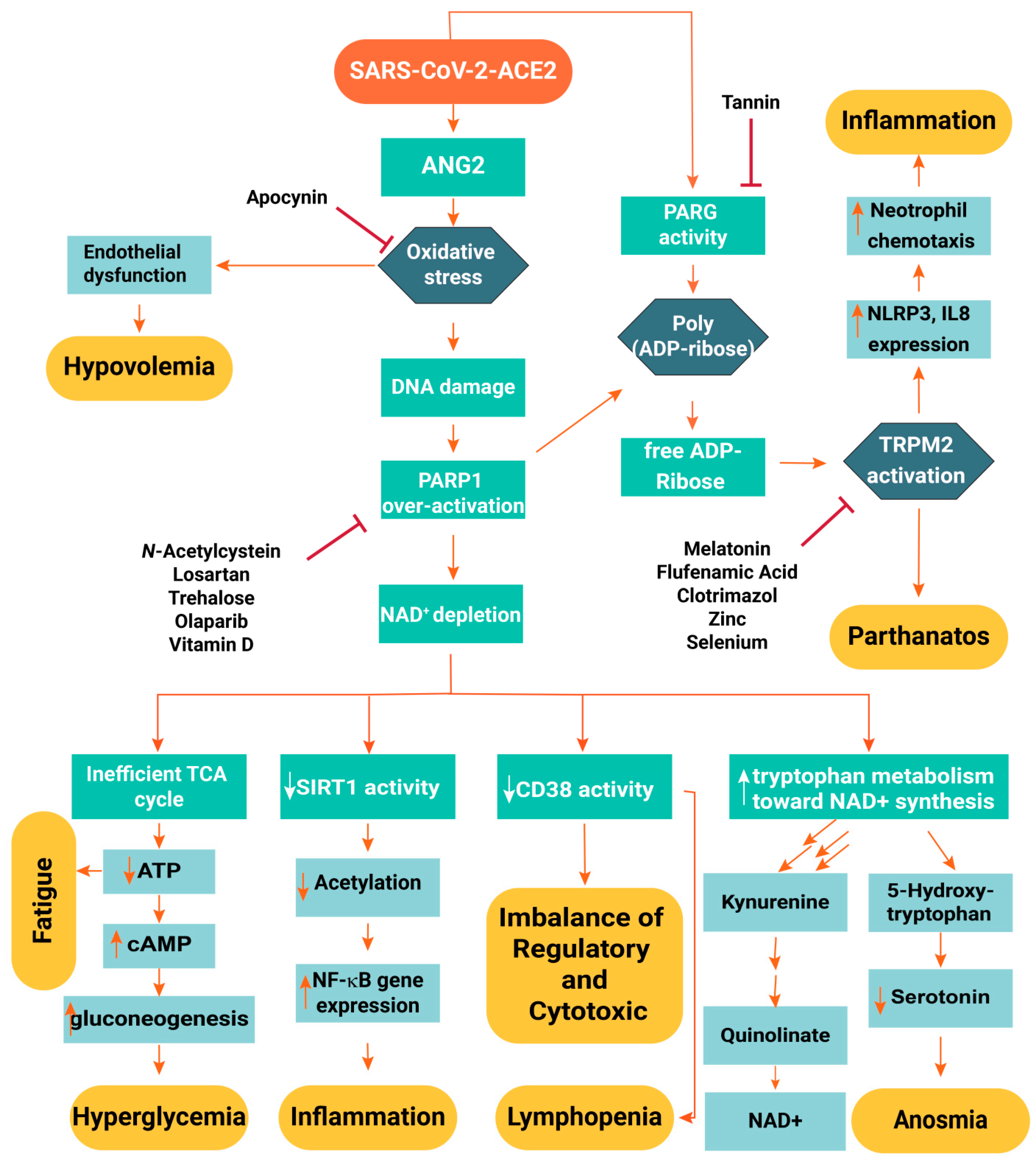 Molecular study on pathogenesis and transmission of COVID-19 - Universitas  Airlangga Official Website