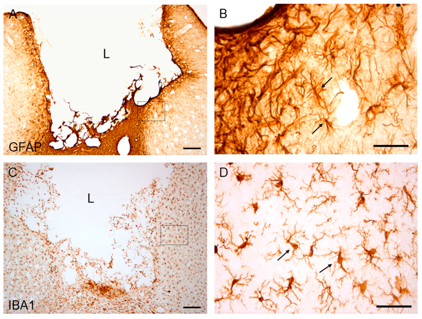 Ijms 22 05440 g009 Ijms 22 05440 g009