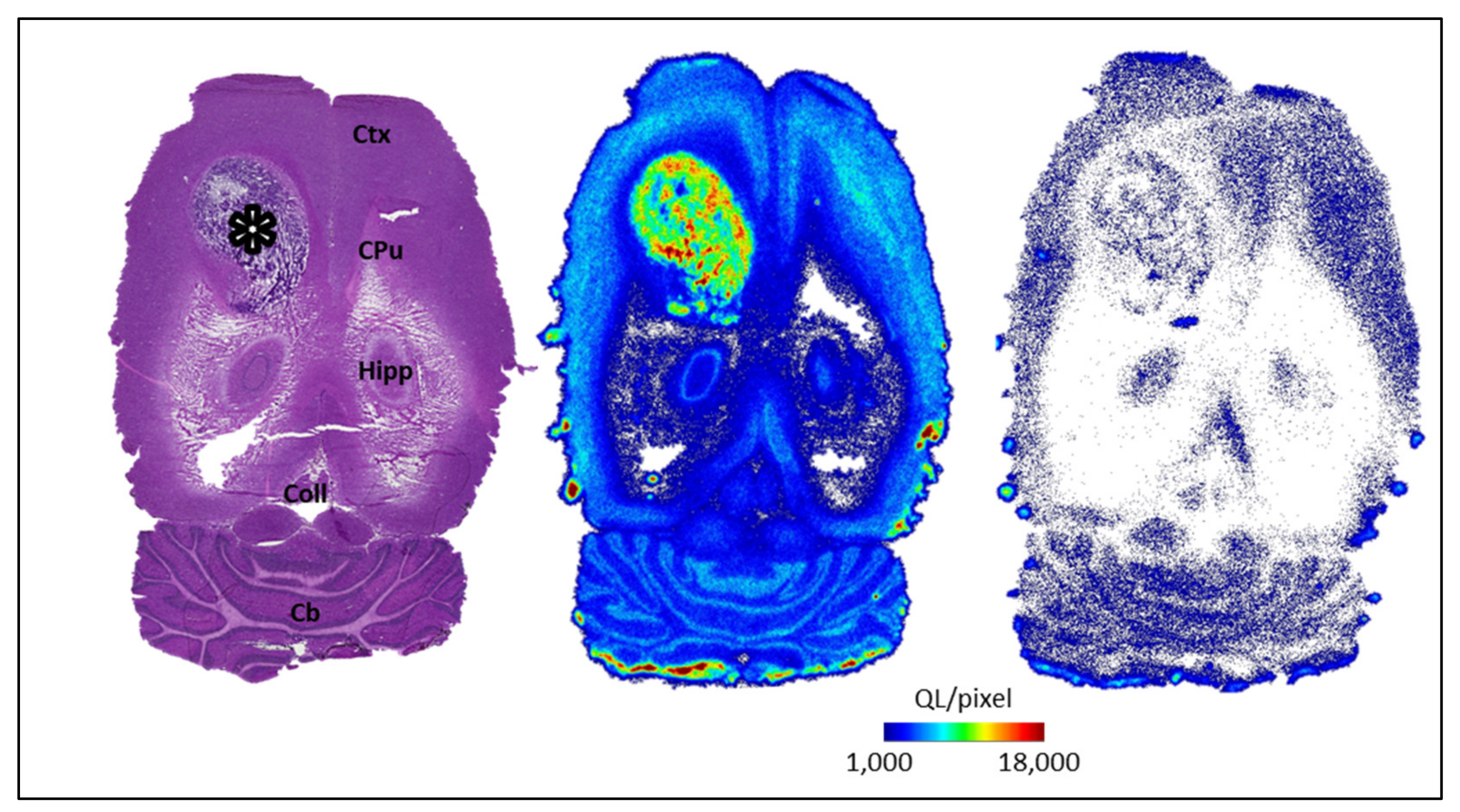 Ijms 22 05447 g004 Ijms 22 05447 g004