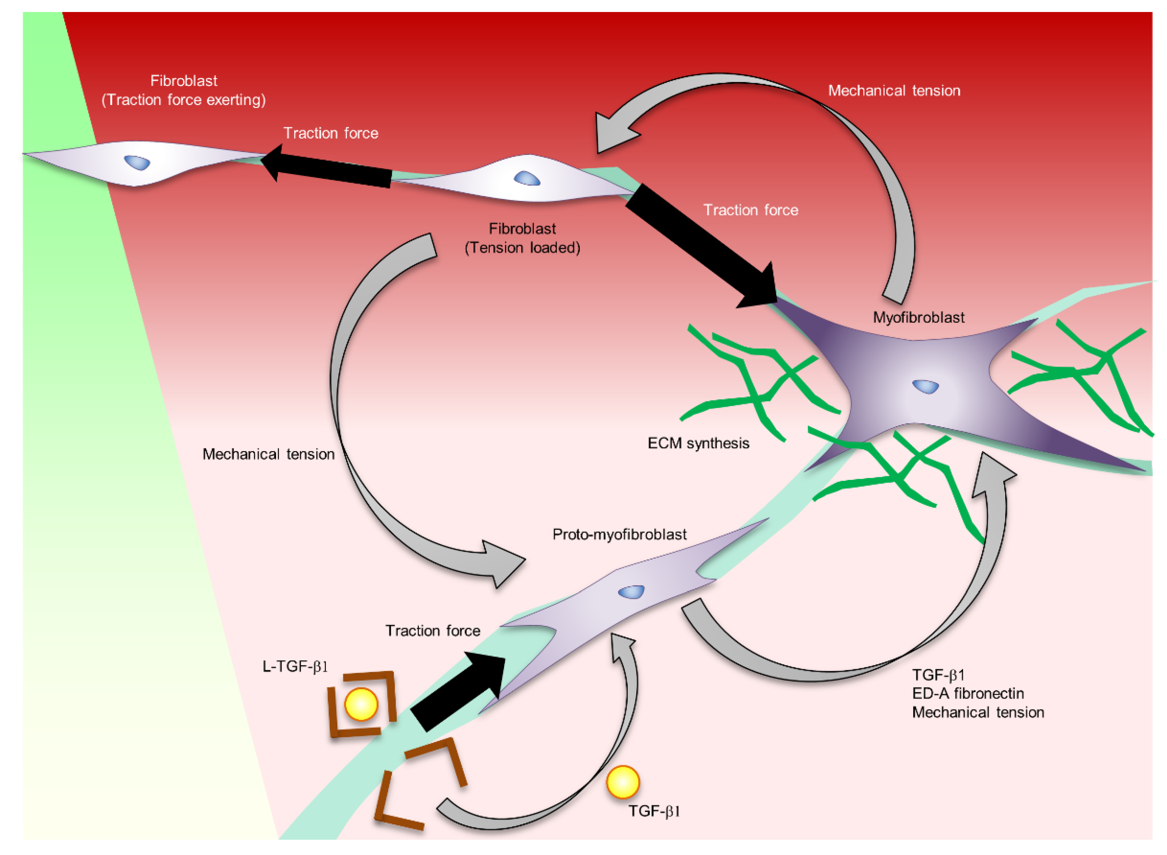 Ijms 22 05474 g002 Ijms 22 05474 g002