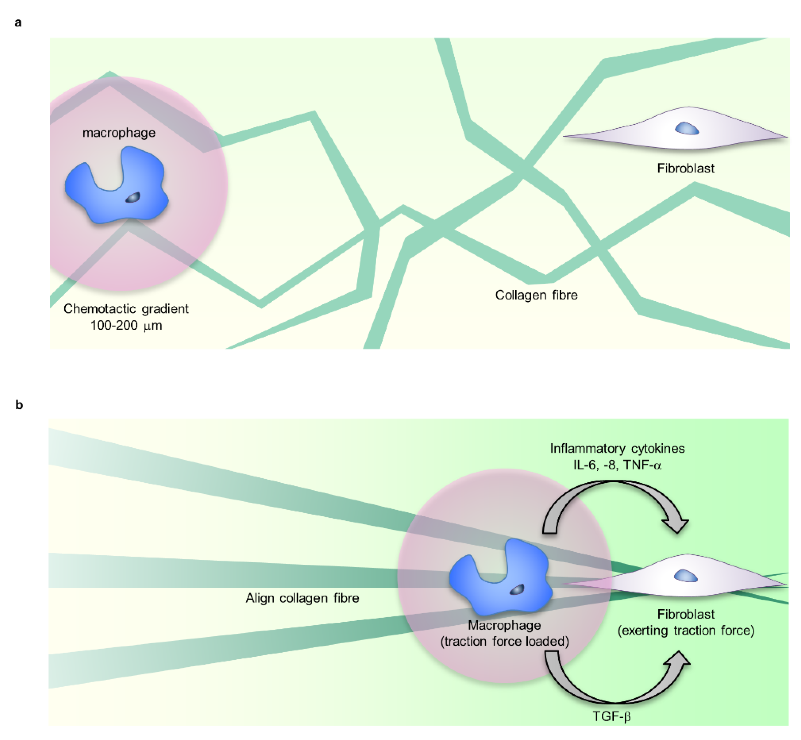Ijms 22 05474 g004 Ijms 22 05474 g004