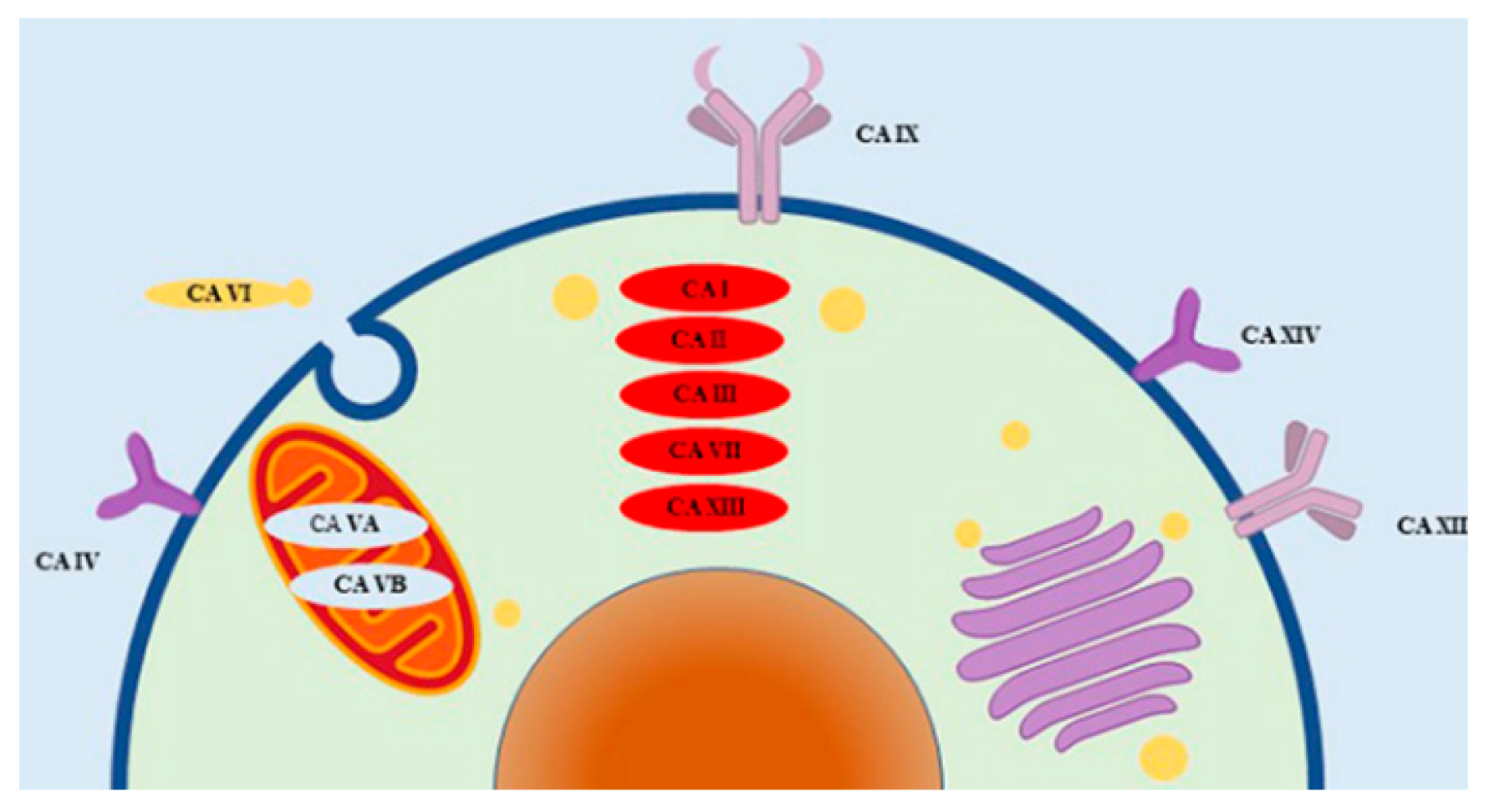 Ijms 22 05482 g001 Ijms 22 05482 g001