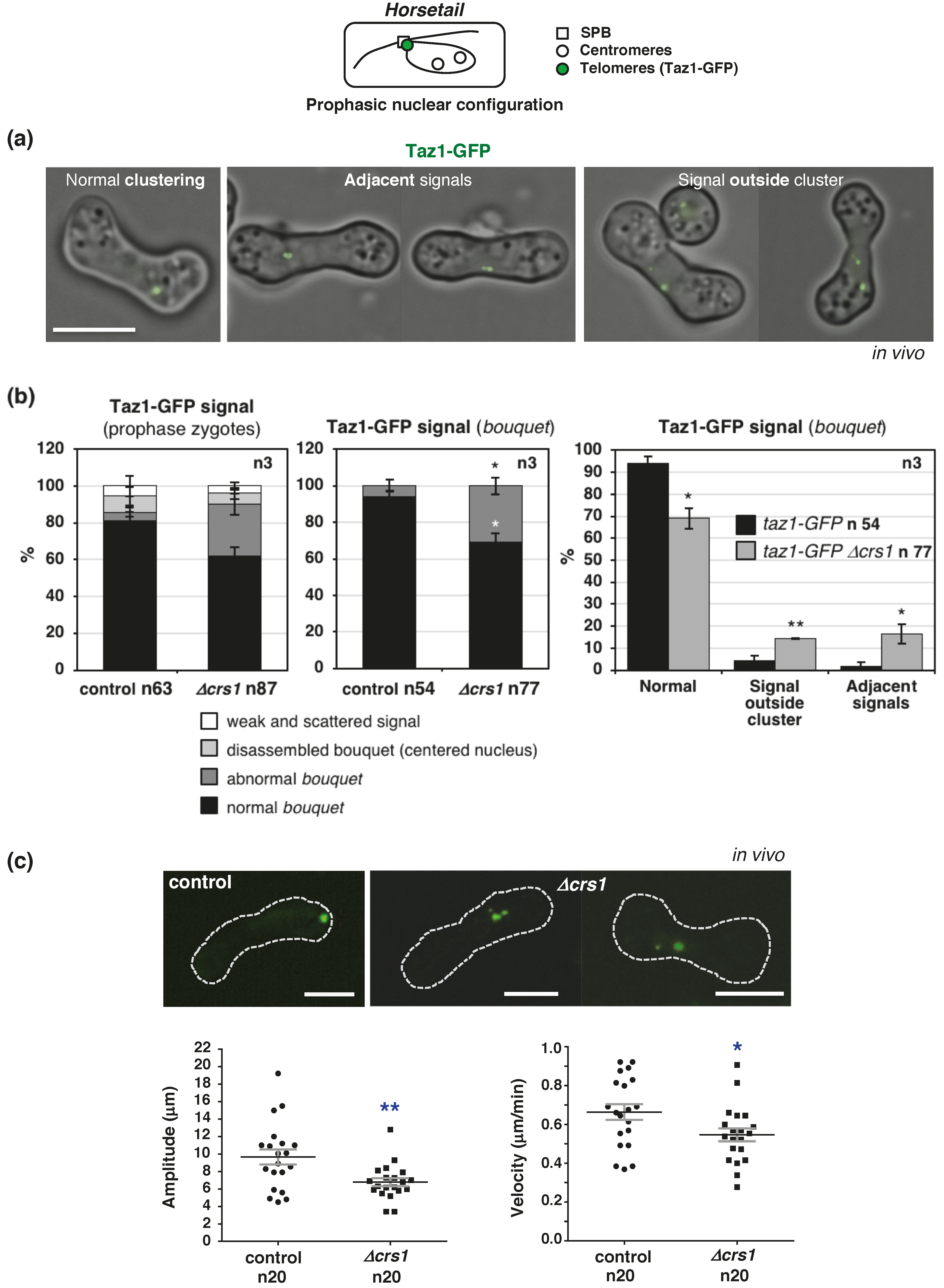 Ijms Free Full Text The Meiosis Specific Crs1 Cyclin Is Required For Efficient S Phase Progression And Stable Nuclear Architecture Html