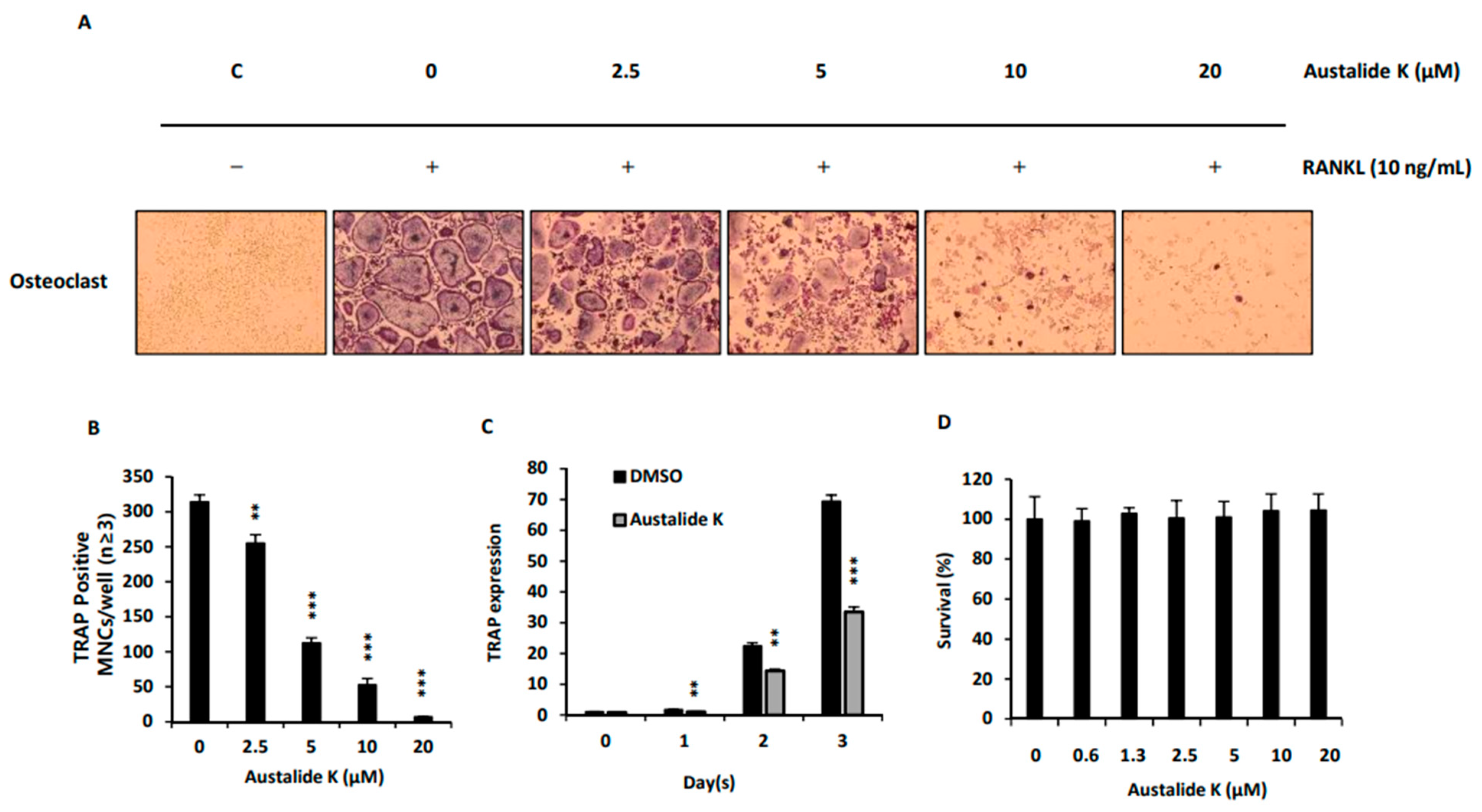 Ijms 22 05493 g002 Ijms 22 05493 g002