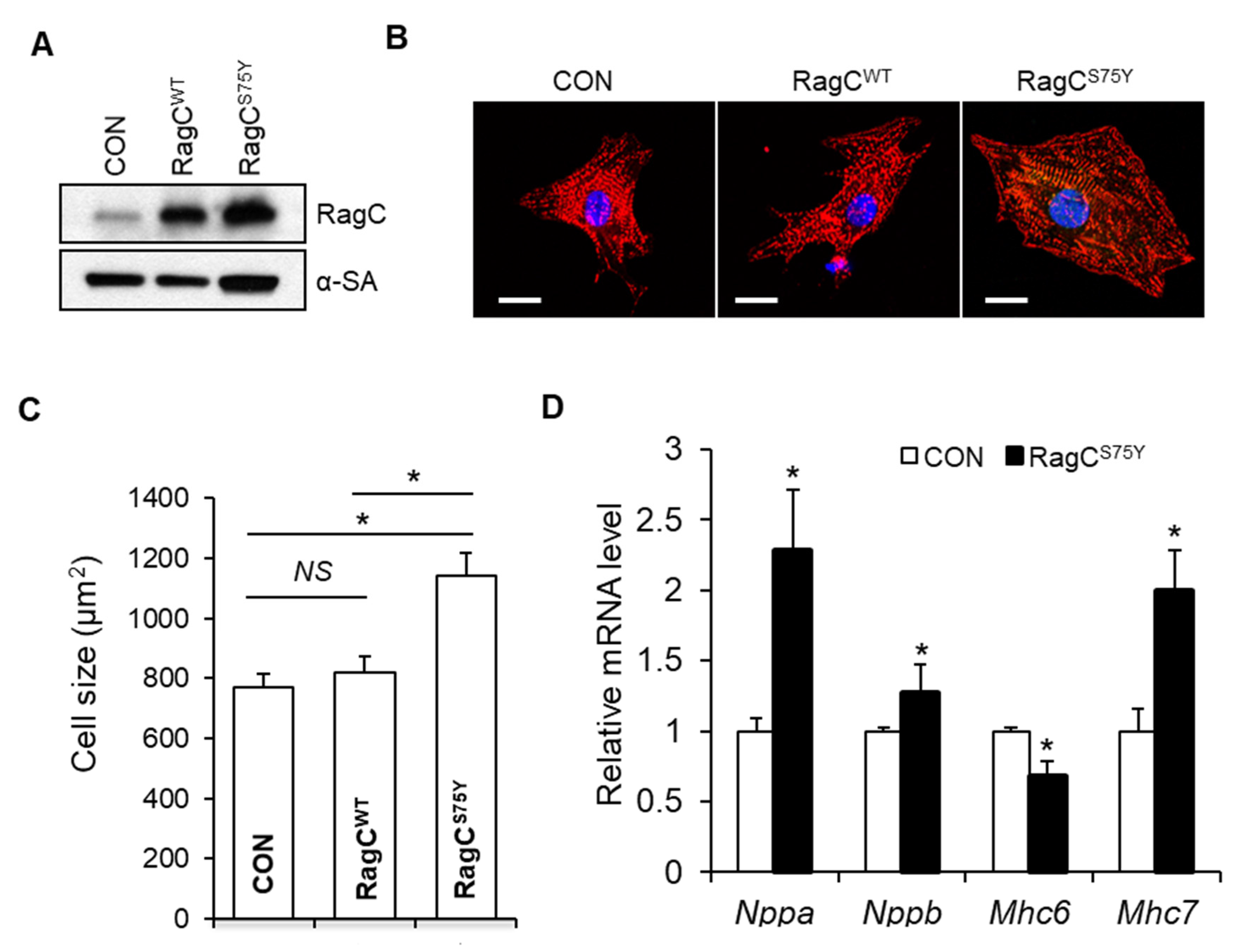 IJMS | Free Full-Text | TFEB Overexpression, Not mTOR Inhibition 