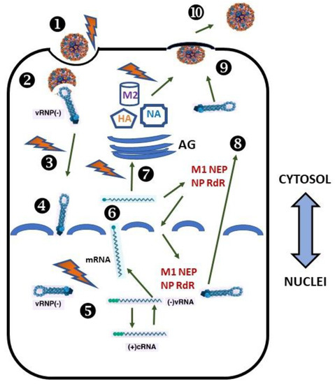 Ijms Free Full Text The Crossroads Between Host Copper Metabolism And Influenza Infection Html