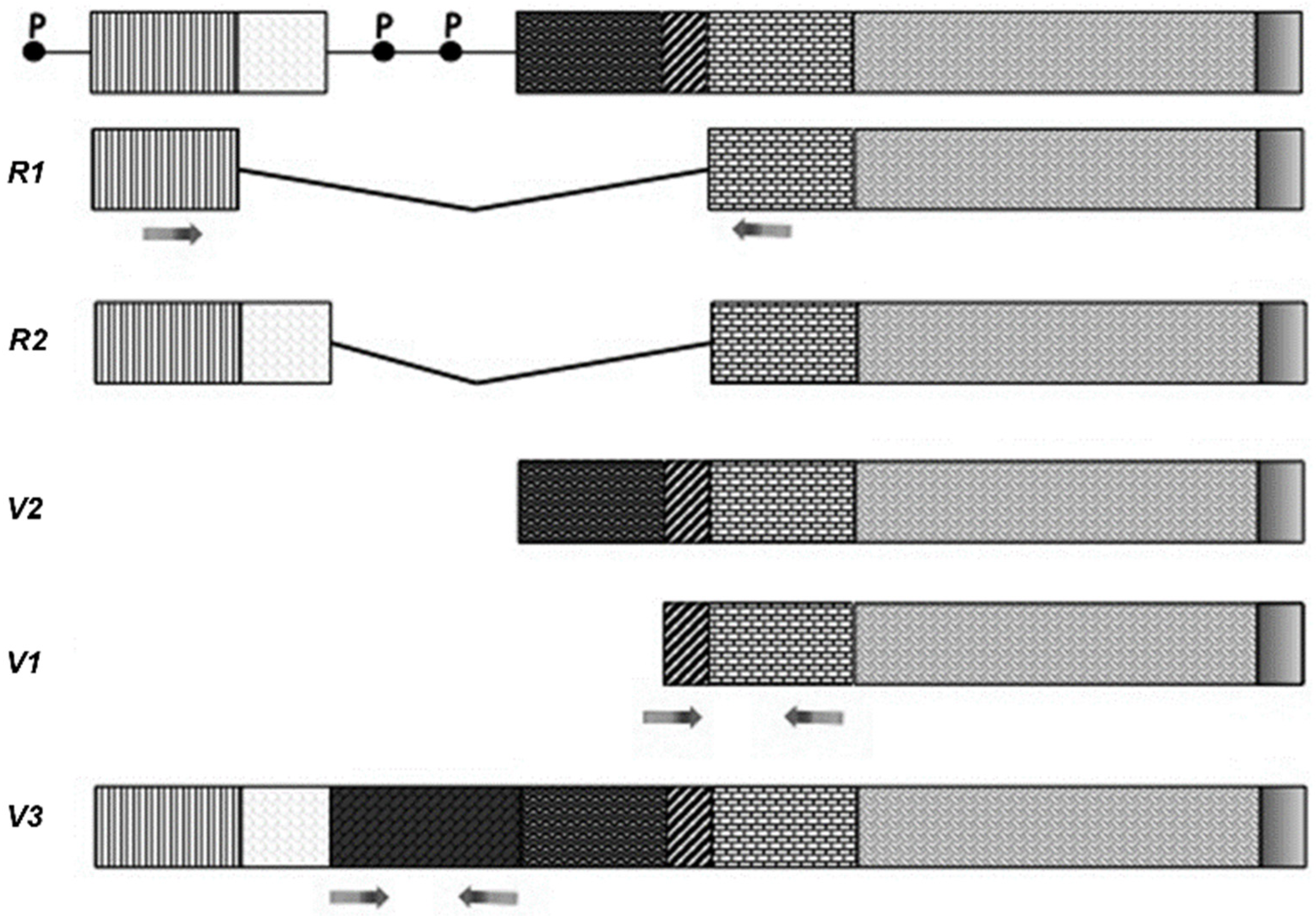 Ijms 22 05499 g001 Ijms 22 05499 g001