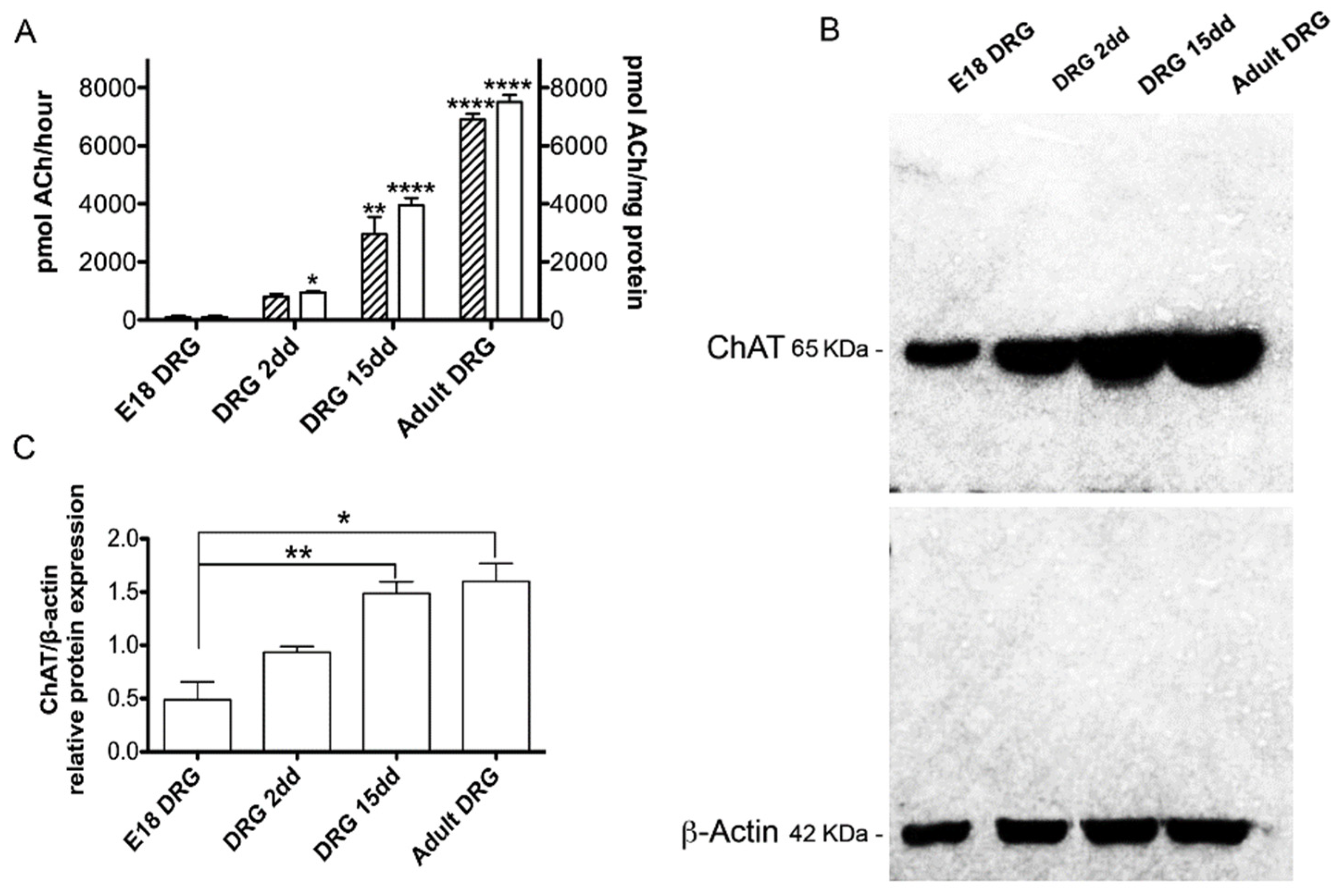 Ijms 22 05499 g005 Ijms 22 05499 g005