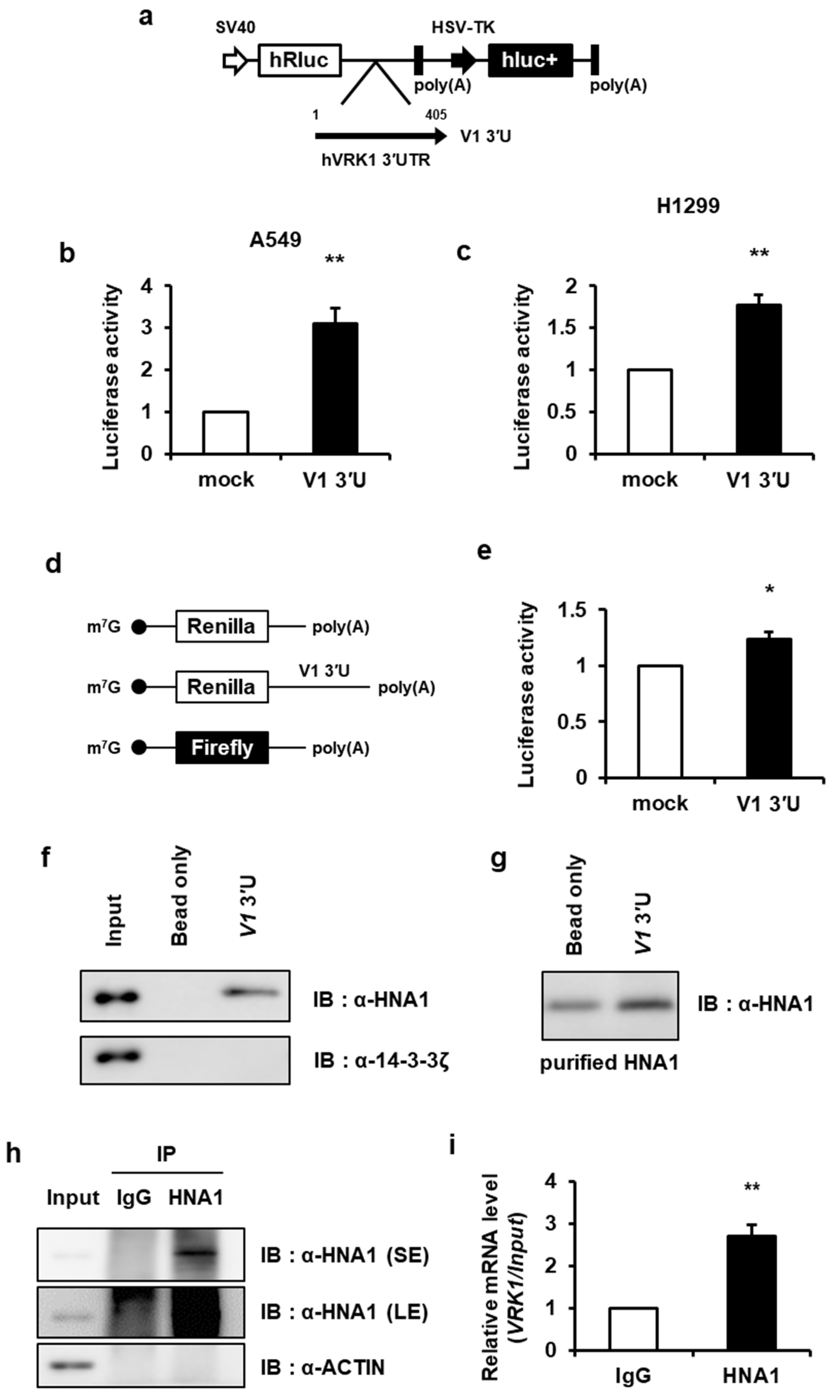Ijms 22 05506 g001 Ijms 22 05506 g001
