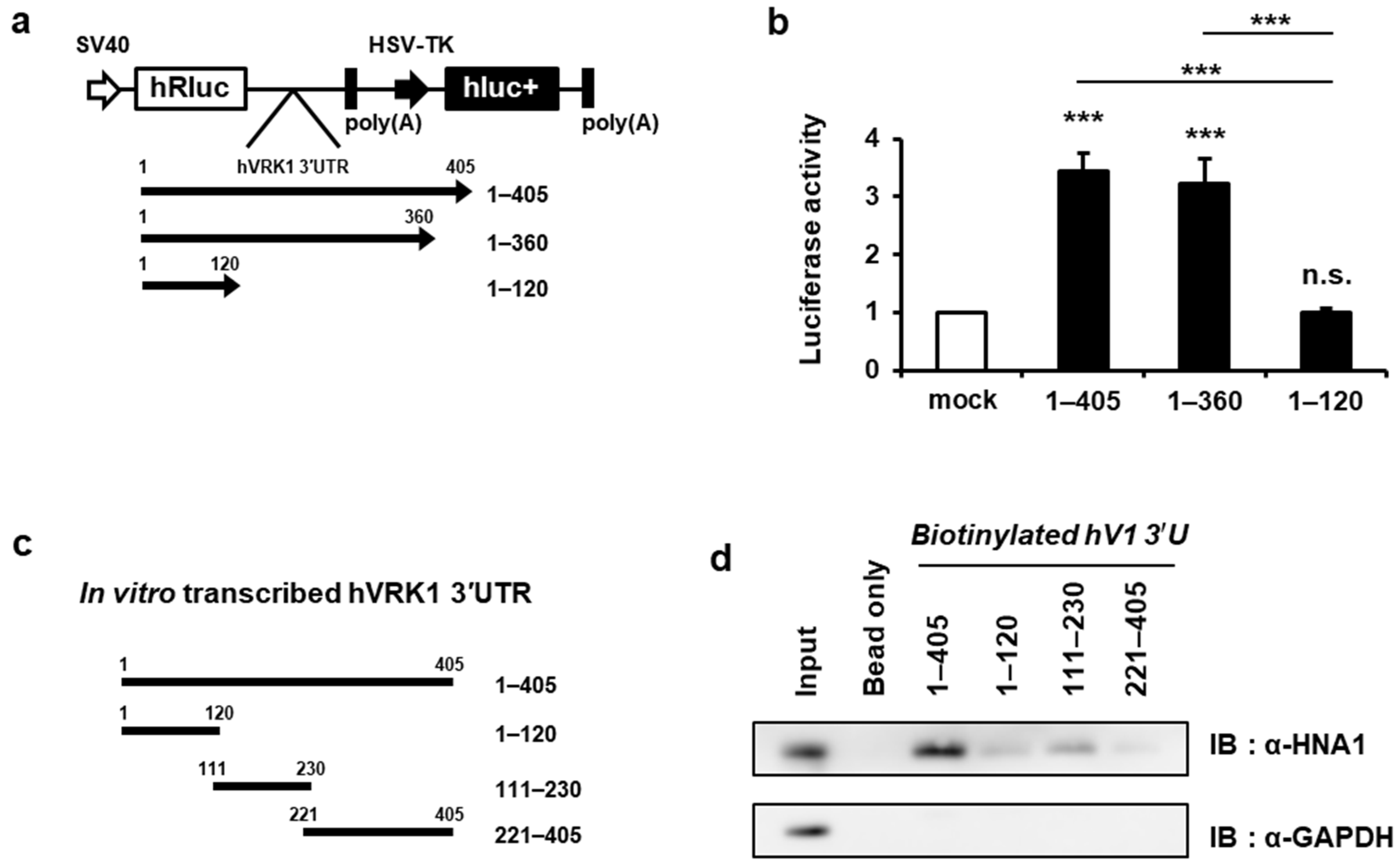 Ijms 22 05506 g003 Ijms 22 05506 g003