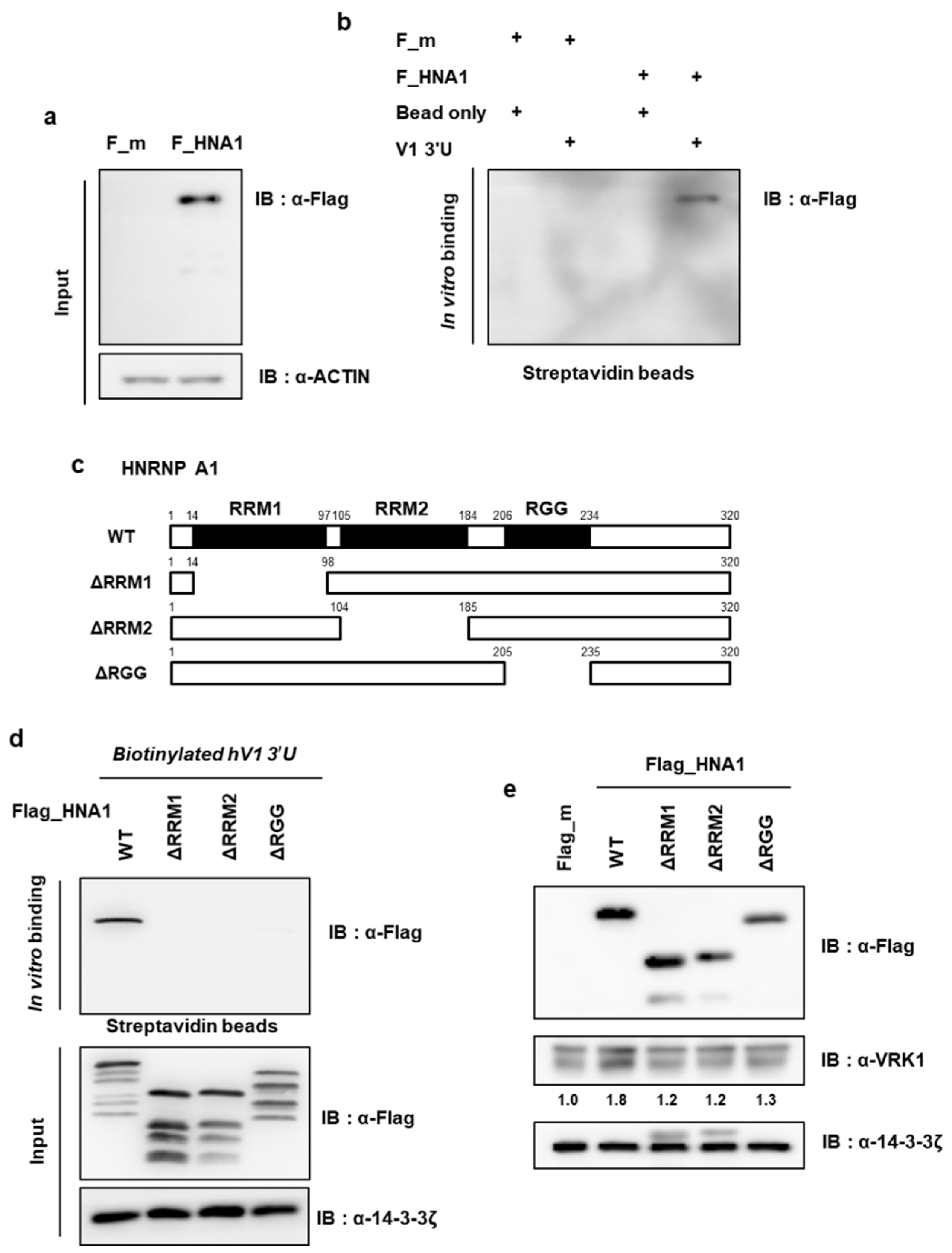 Ijms 22 05506 g004 Ijms 22 05506 g004
