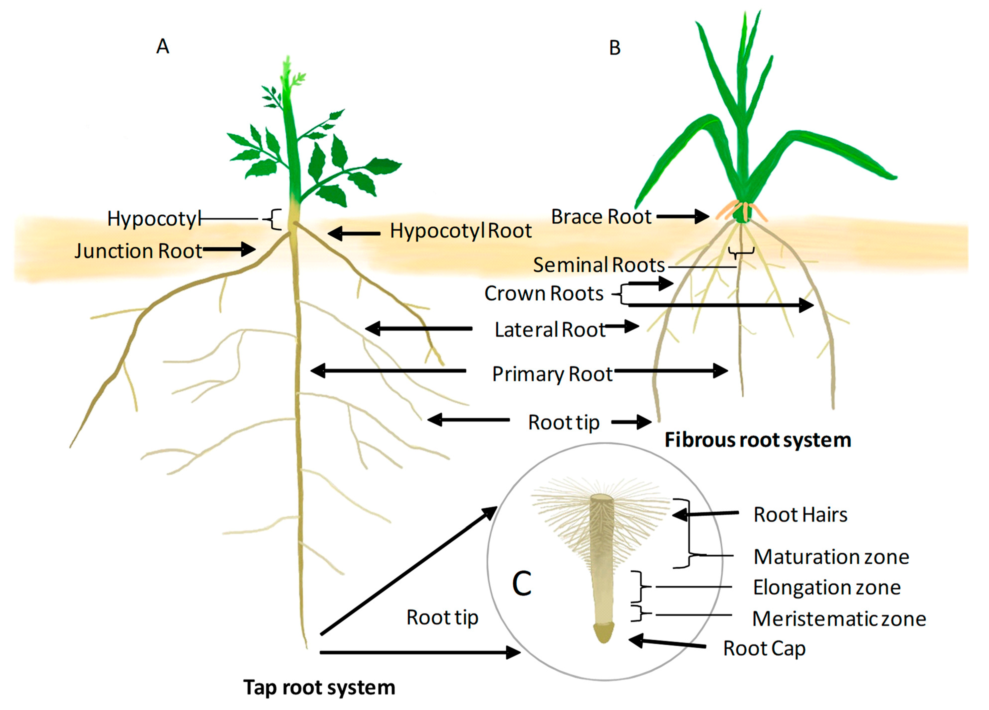 Корневой root