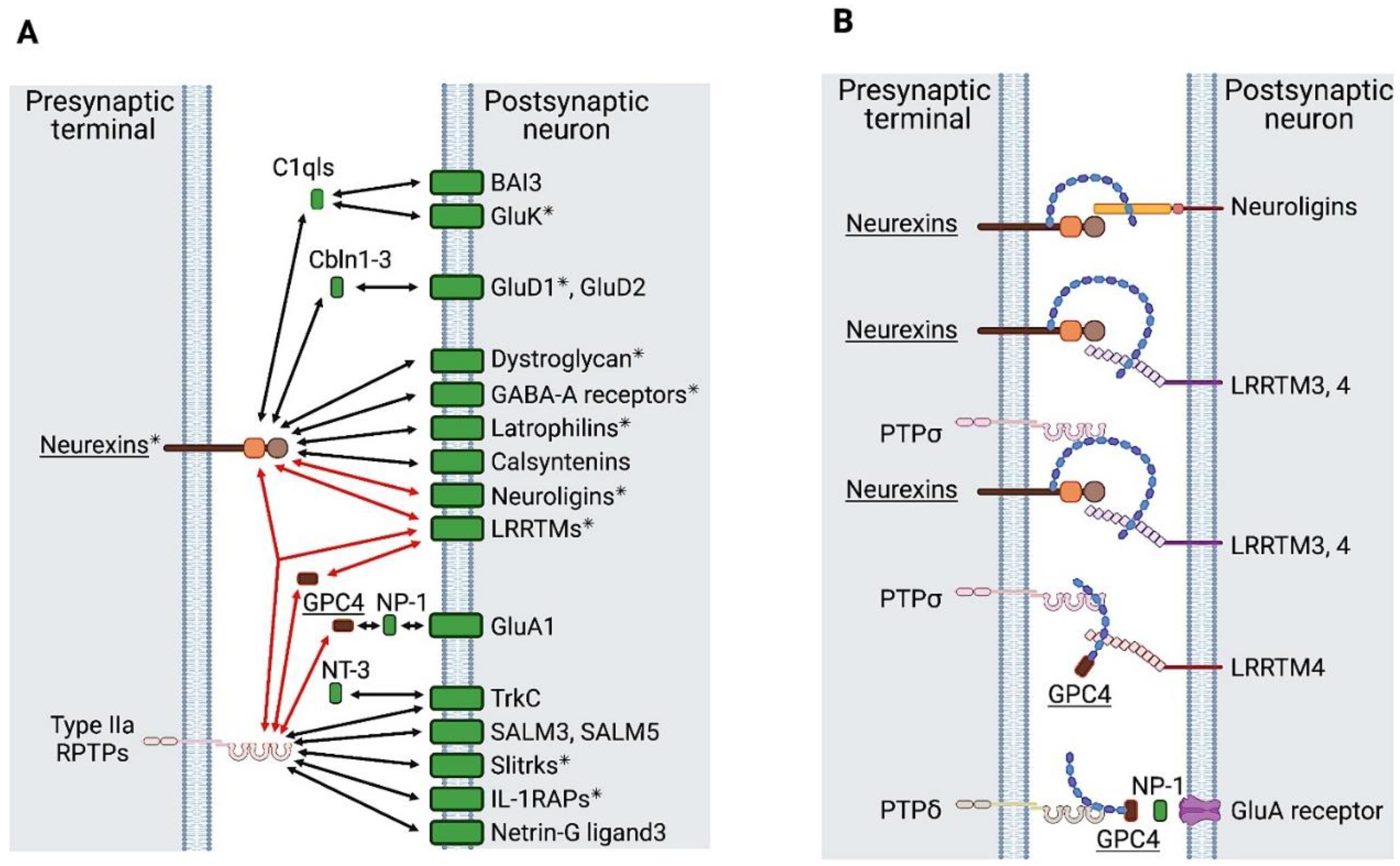 Ijms 22 05524 g005 Ijms 22 05524 g005
