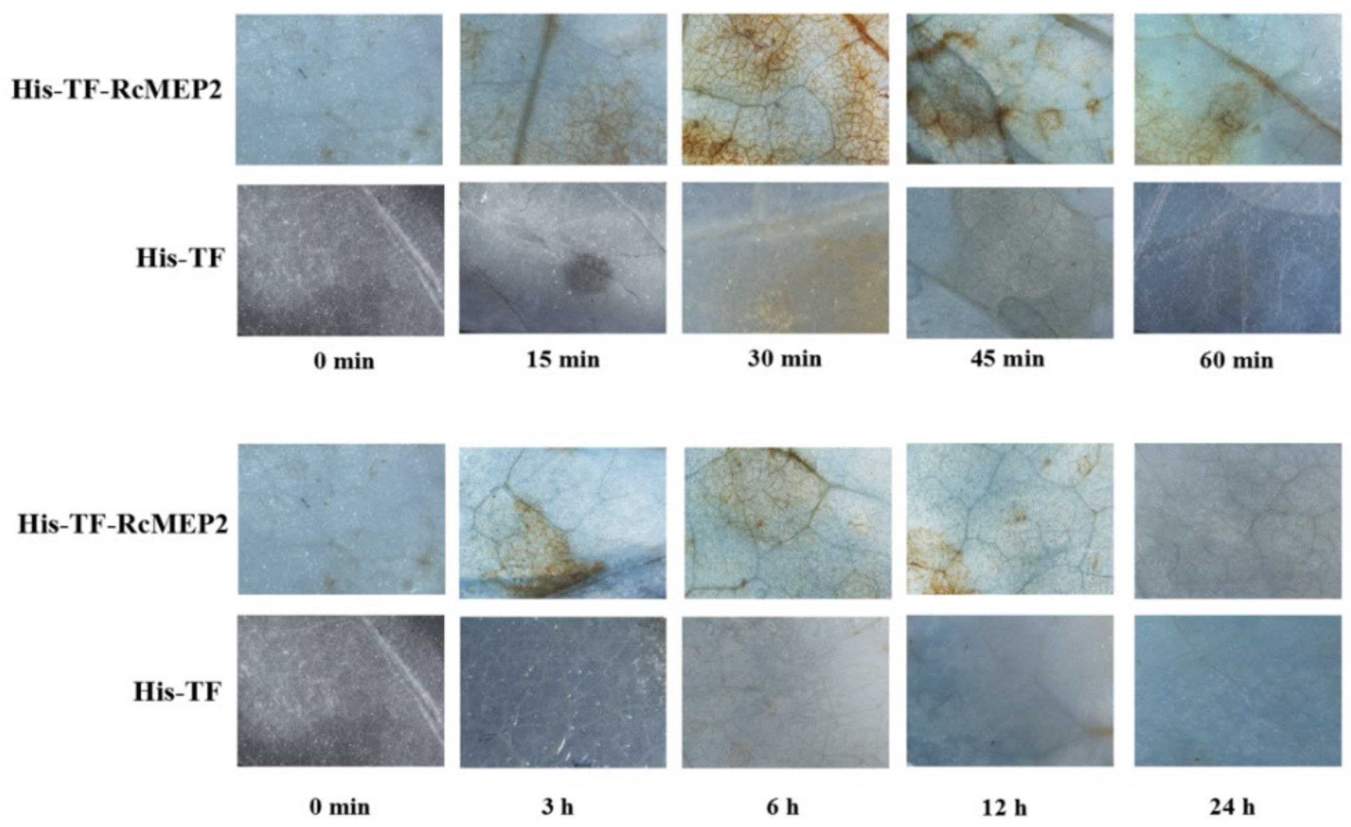 Ijms 22 05531 g001 550